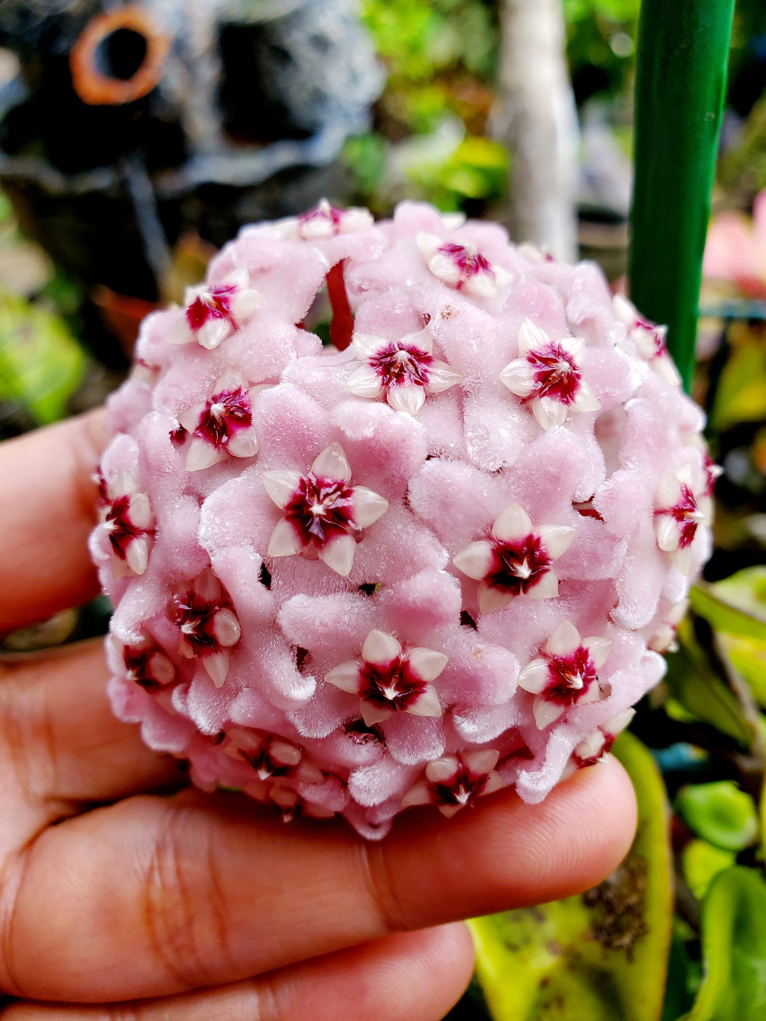 My hoya Carnosa Krinkle 8 ❤️