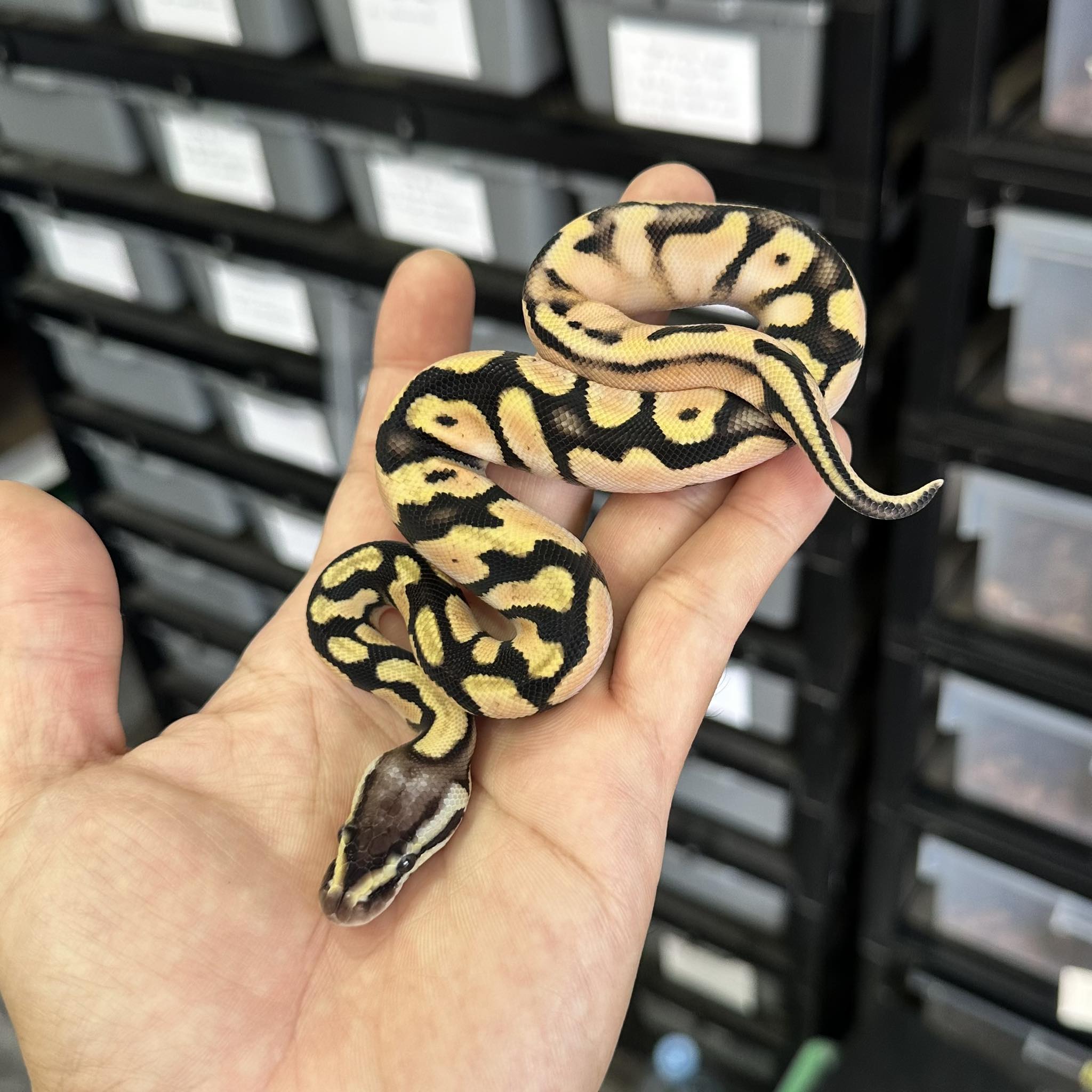 PondPython Farm | Lop Buri