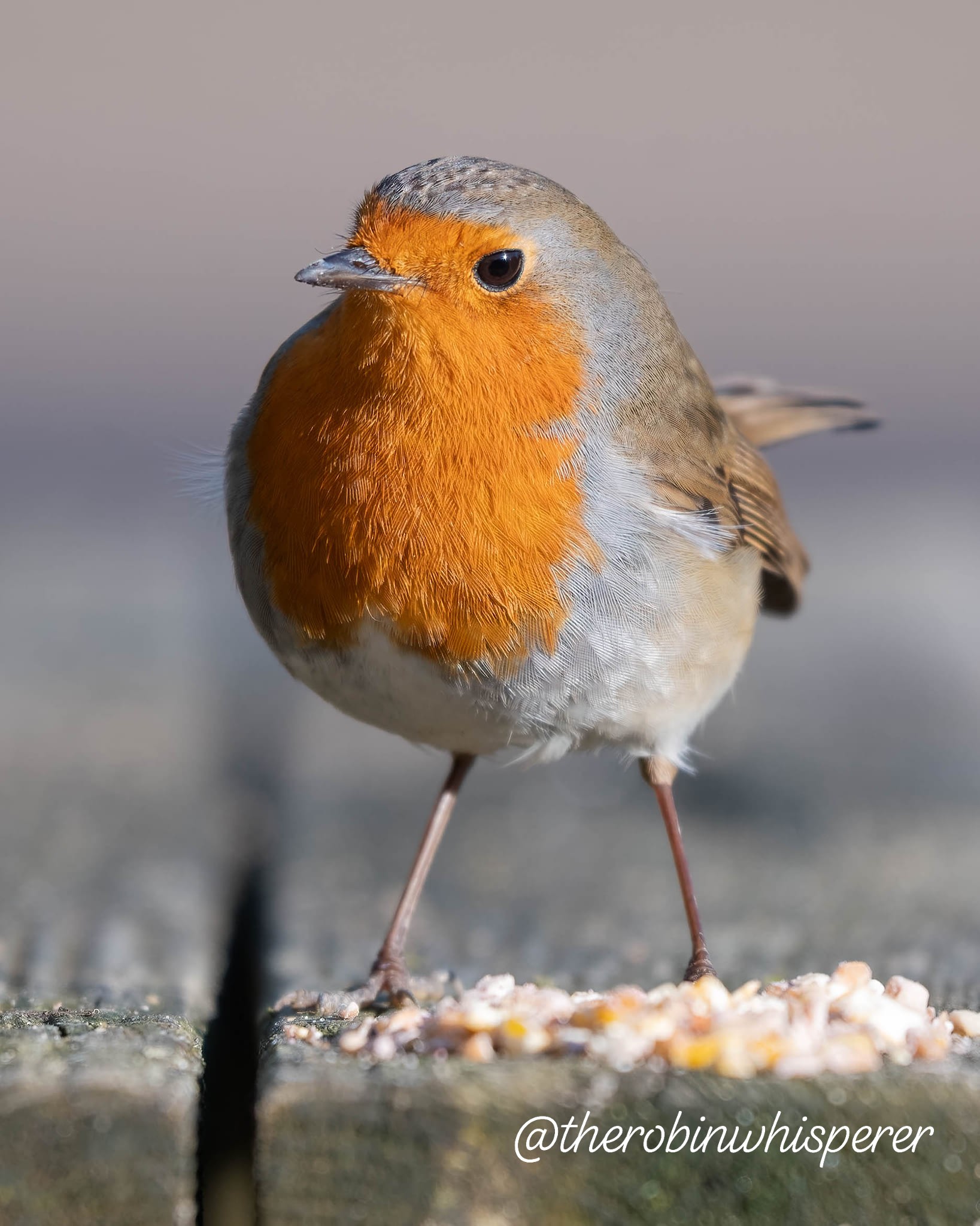 A gorgeous close up of a bright and... - The Robin Whisperer | Facebook