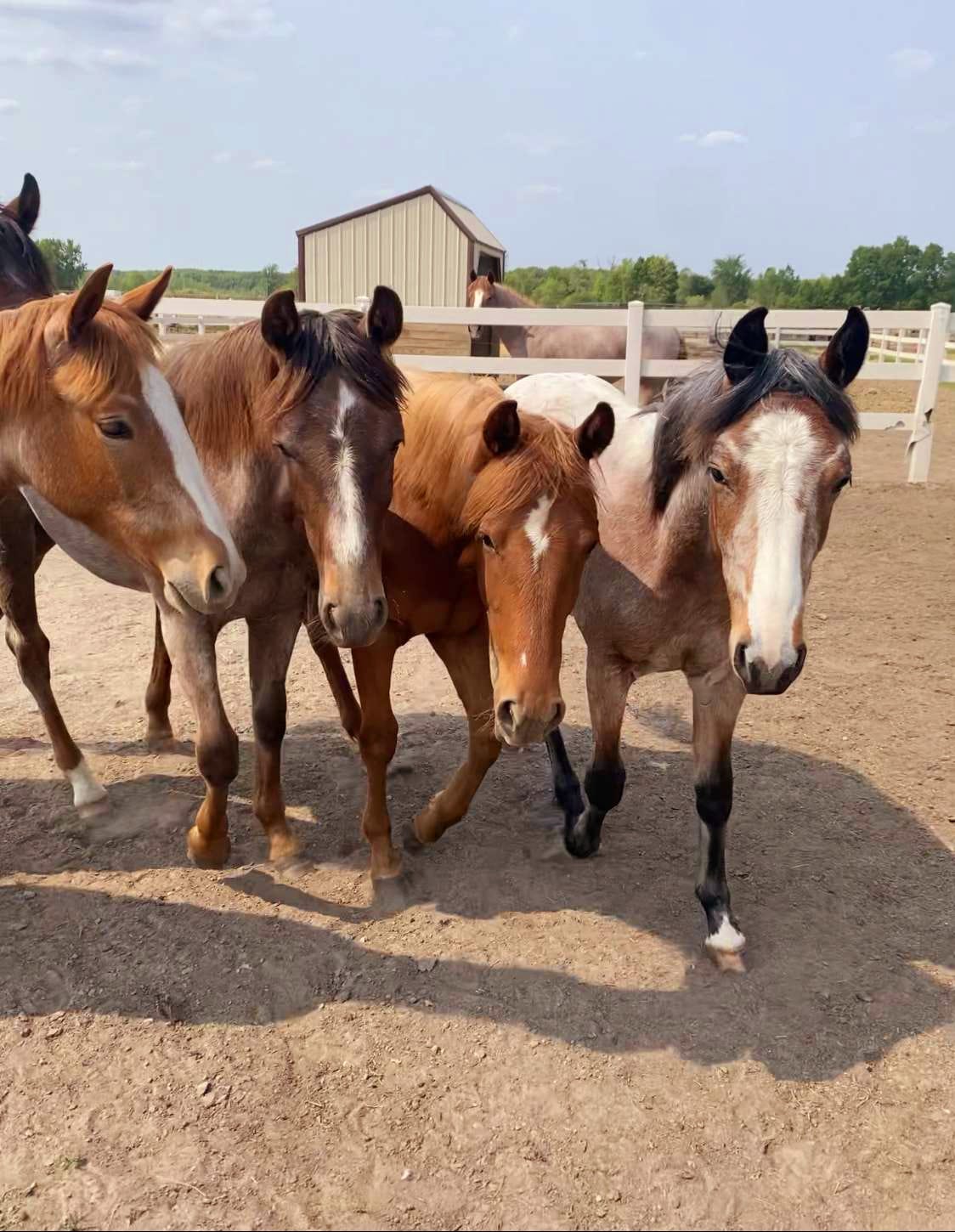 Triple F Ranch - Next up... the ladies... Filly yearlings:...