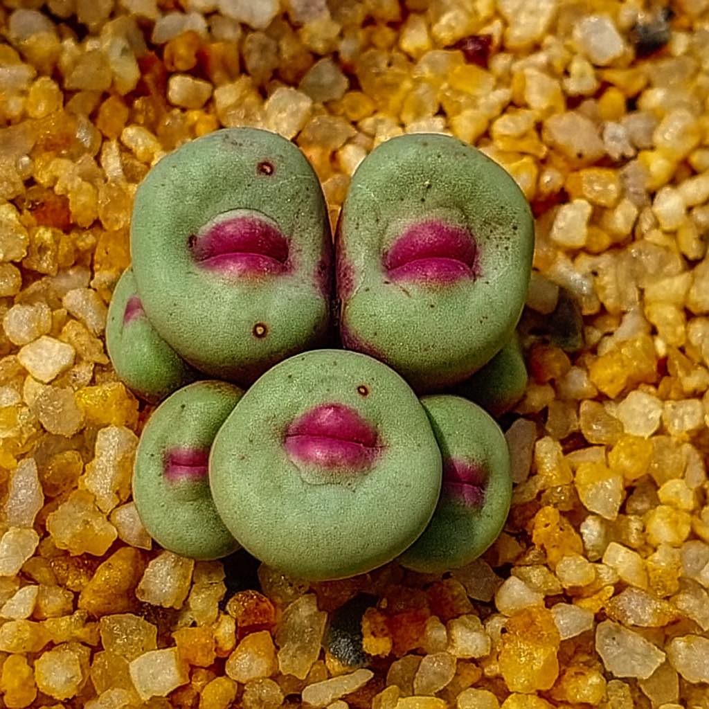Rare heart-shaped Conophytum luisae succulent