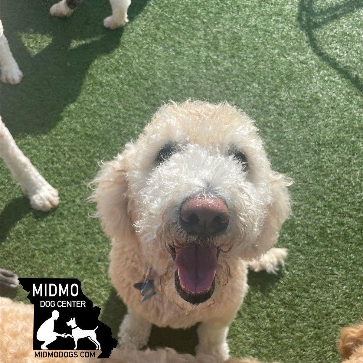 Looking for a dog groomer in Jefferson City | Facebook