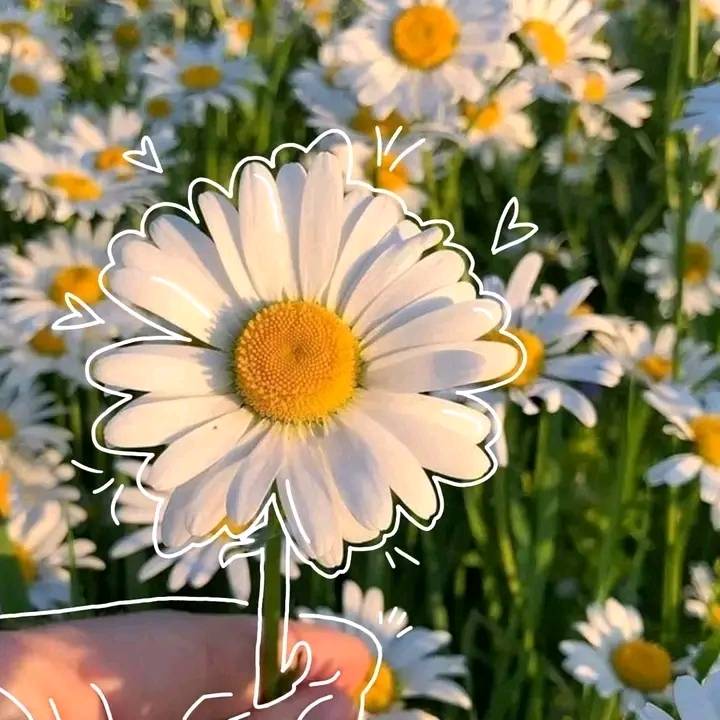 Picked a little joy today 🌷🌸 we Love. Love ceee ง ZX 0X043 4
