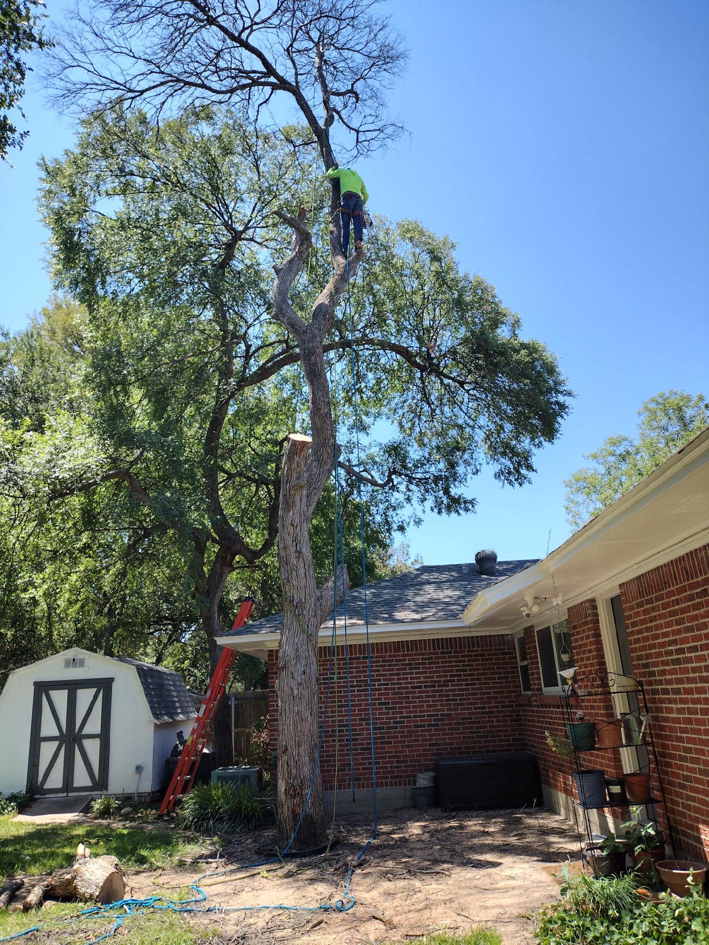 Hectors Tree Service