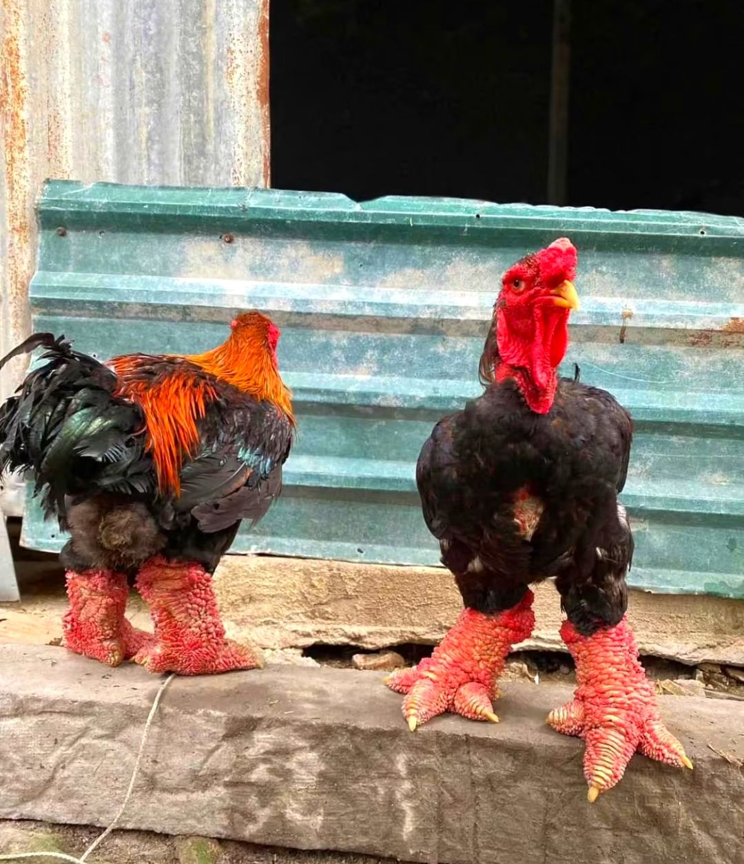 The Wildlife - With legs thick as a child’s arm and claws like a raptor ...