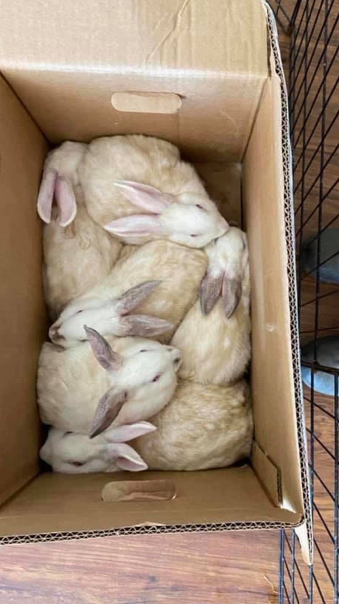 Rabbit Rescue of MN added a new photo. - Rabbit Rescue of MN