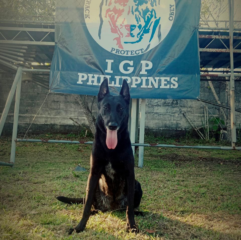 Reality Protection | Muzzle Work 10 month - Old Working Line German Two ...