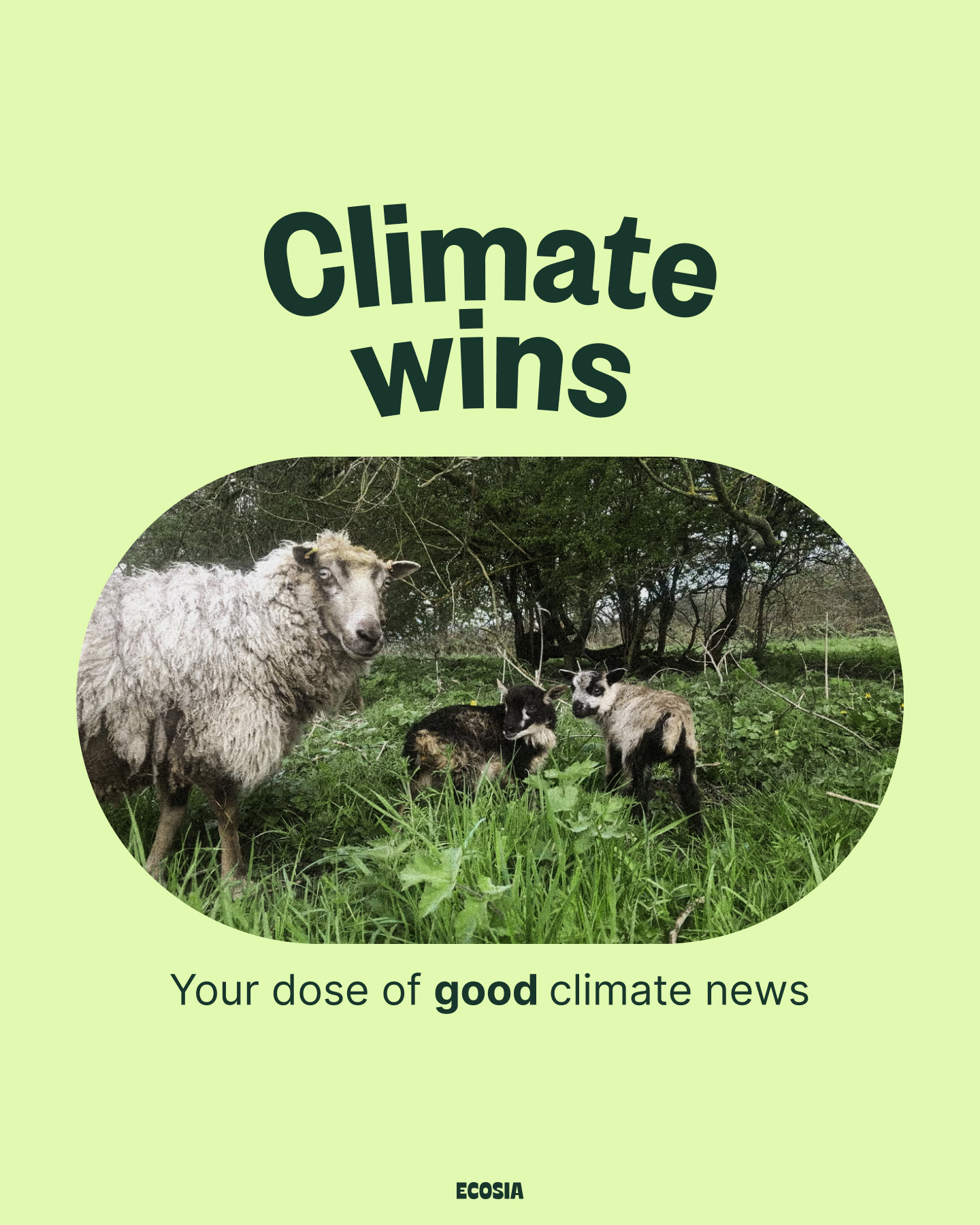Ecosia - Happy Friday! Here are some good climate news to...