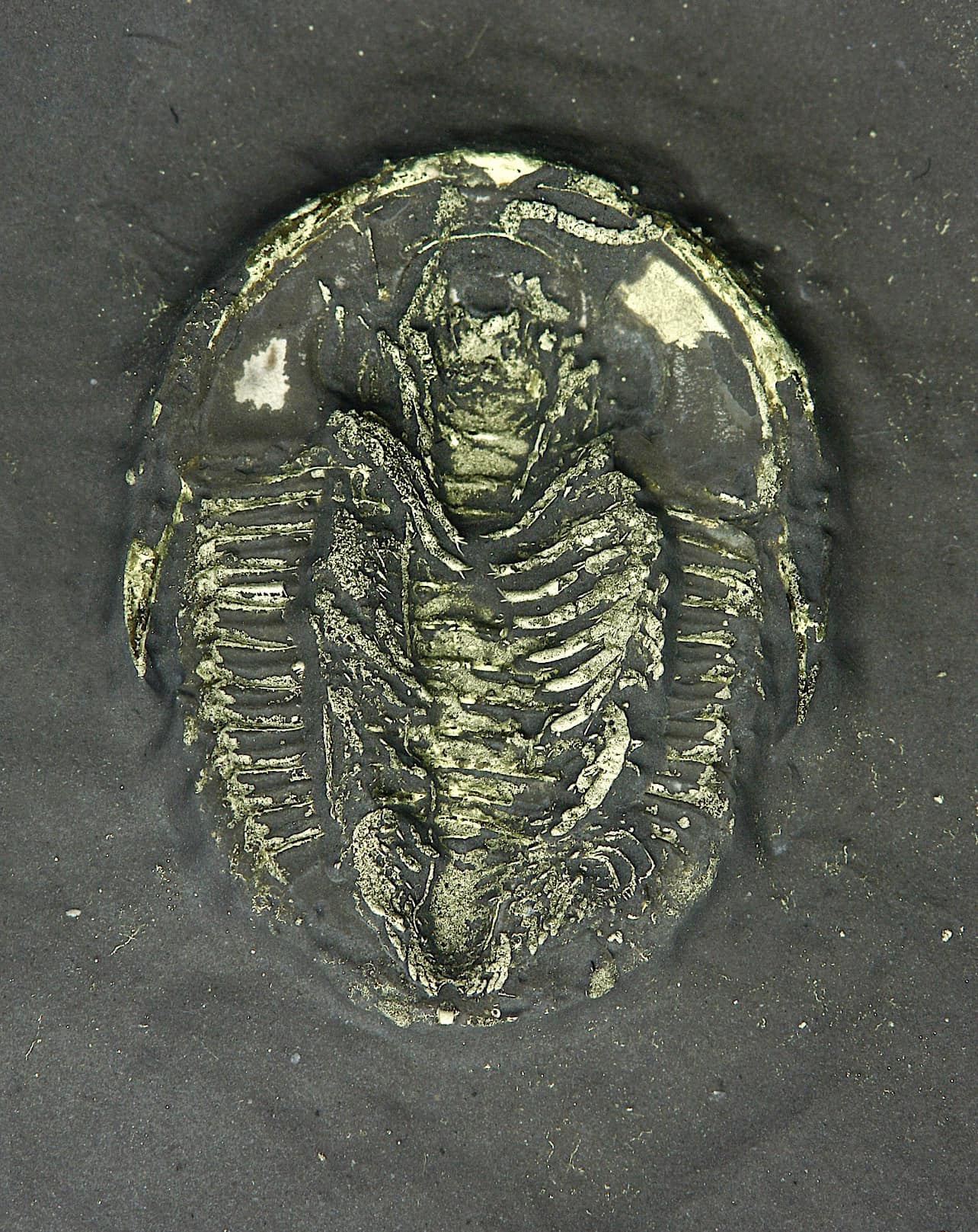 標本 Mexico Heterostenus buprestoides 41-64mm 標本 Mexico