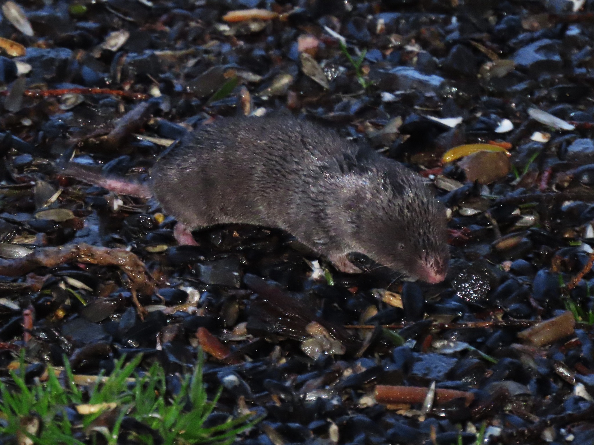 Sterling - The northern short-tailed shrew produces a strong musk when ...