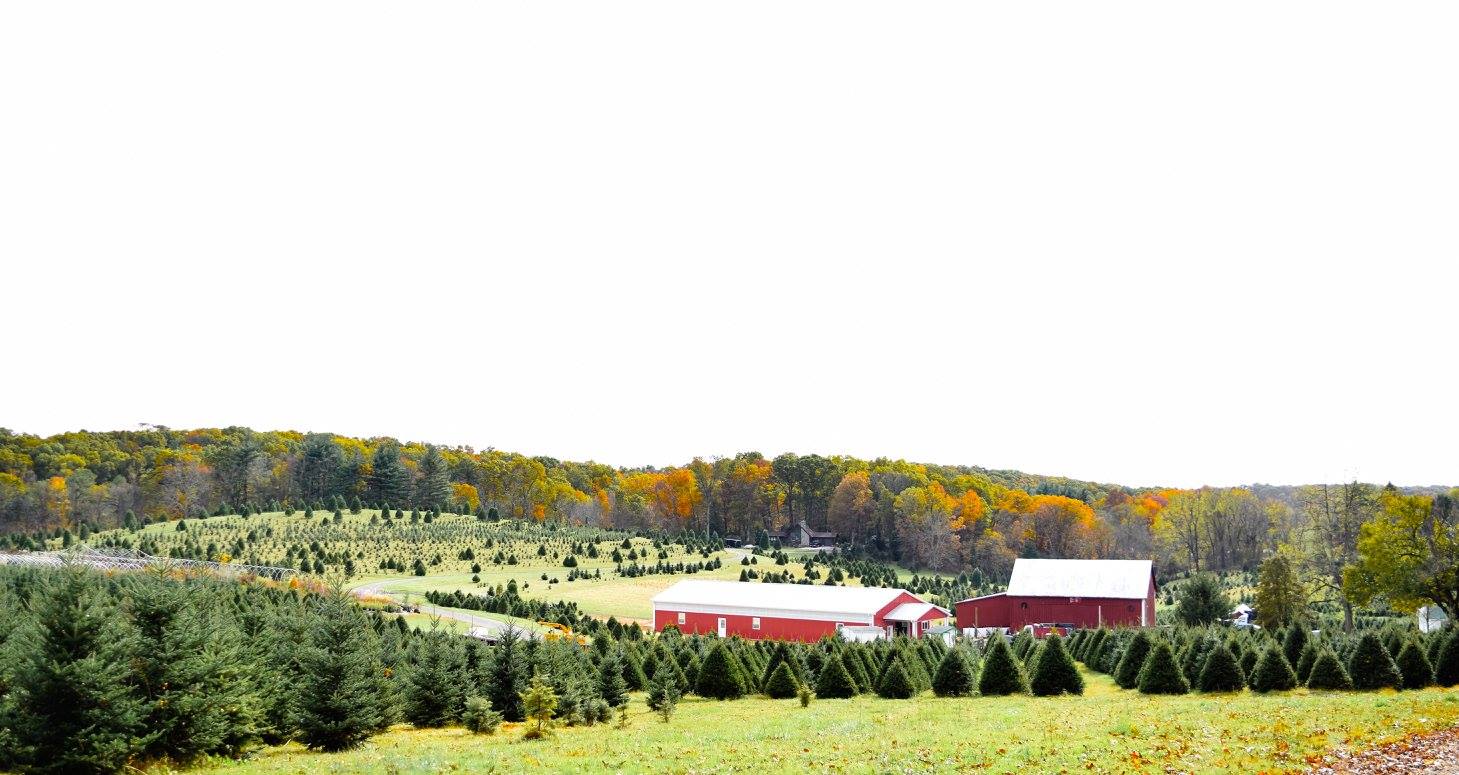 Davidson Christmas Tree Farm | Upperco MD