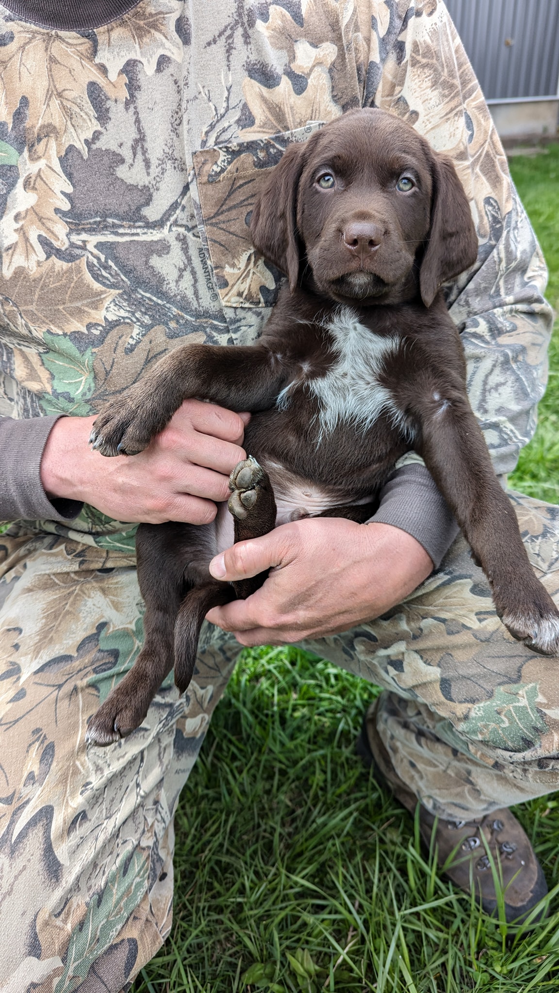 Three River's Pointers & Retrievers | Grangeville ID