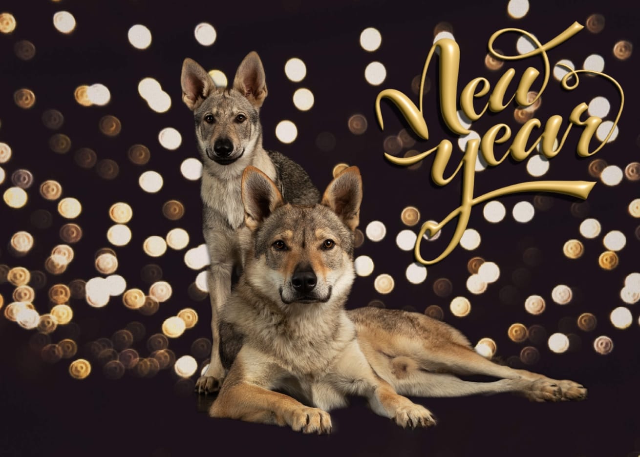 Fehérló... - Fehérlófia Kennel - bronzkoszorús mestertenyészet