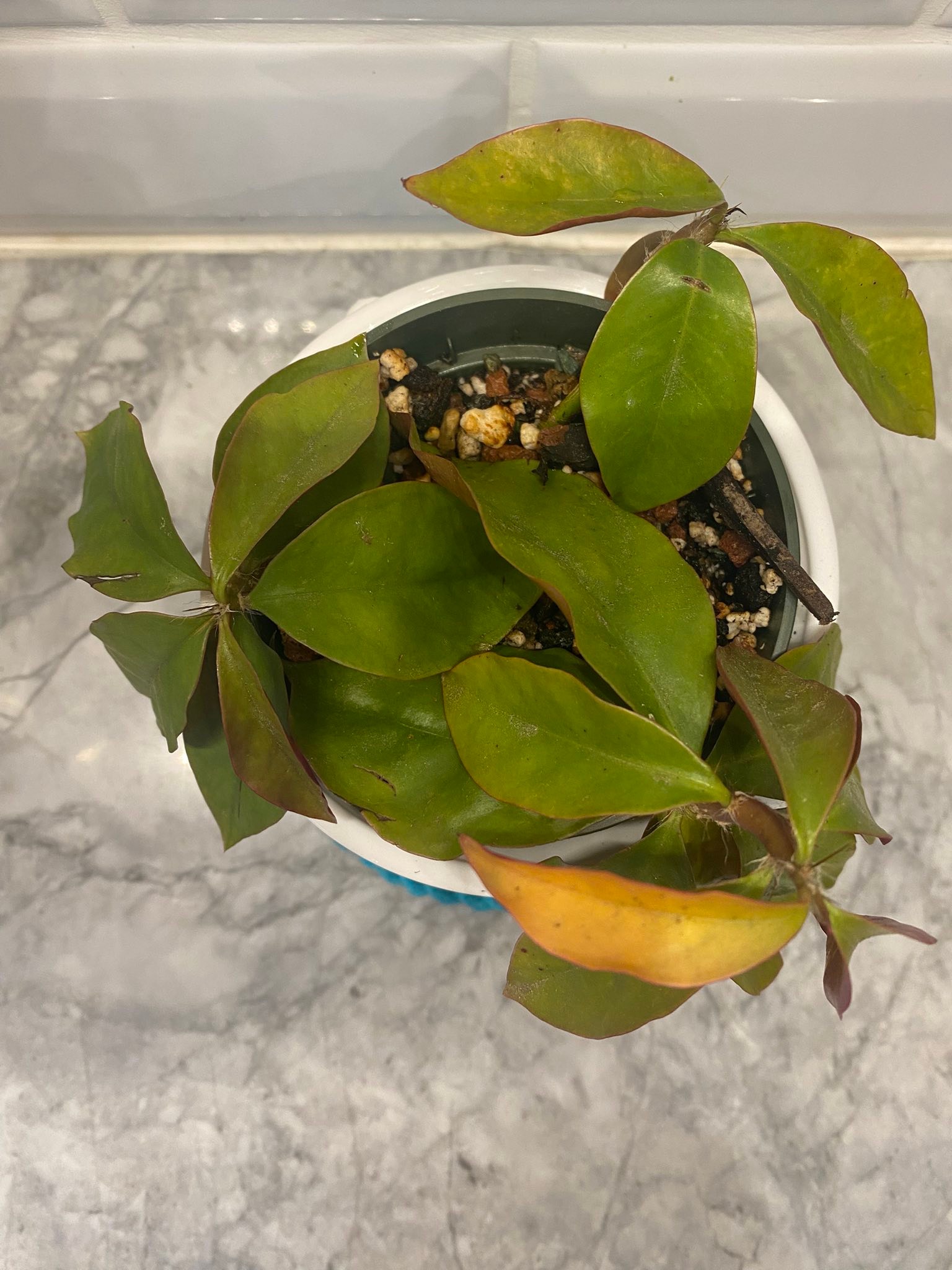 Pereskia diaz romeroana @J@ rare plant cactus caudex 4