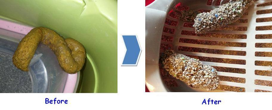 🚨🚨注意 🚨🚨 便便軟似雪糕 🍦 Soft Poop... - Holistic Pet Help - 護寵心得
