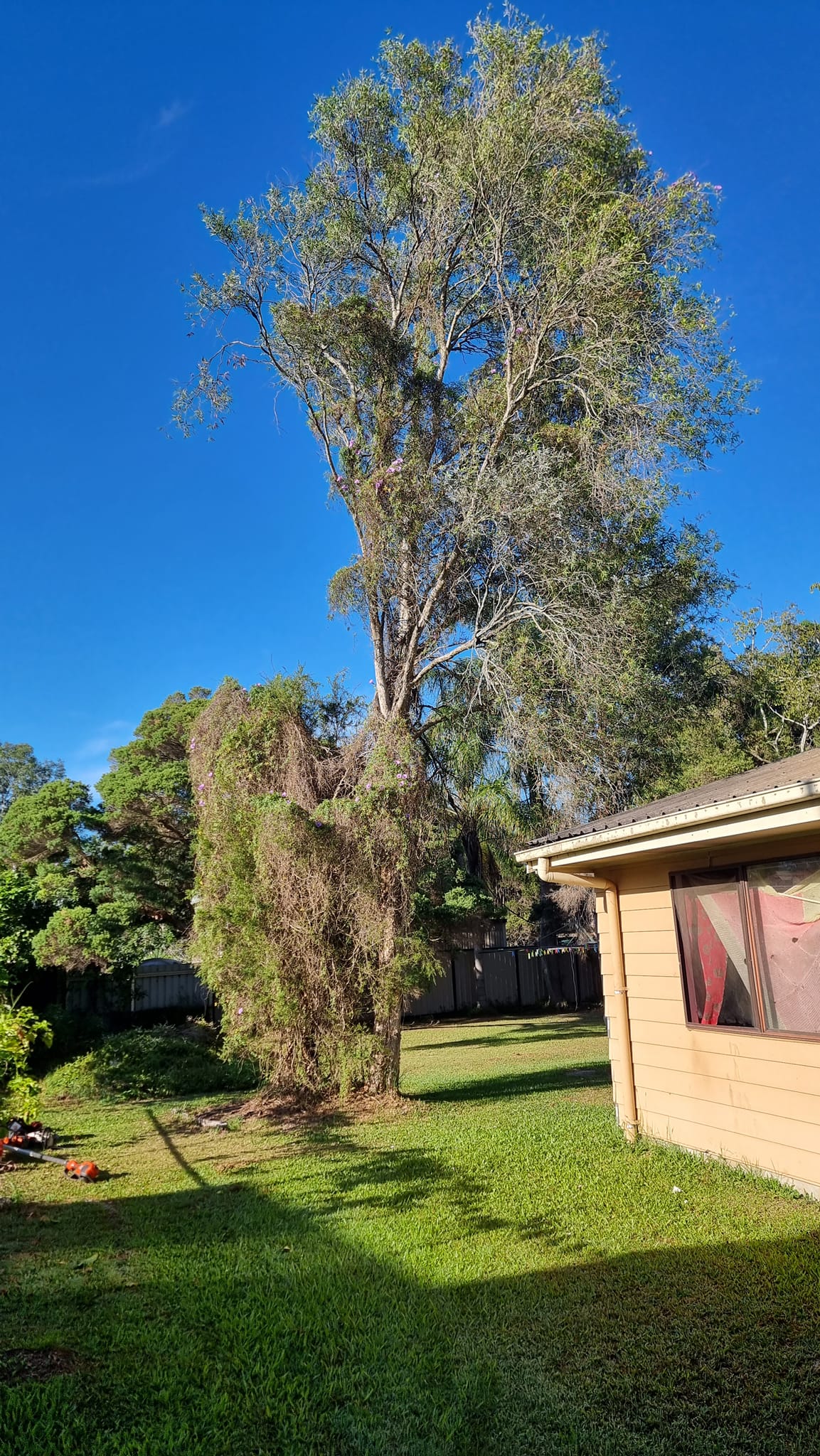 SafeWay Tree Service | Brisbane QLD