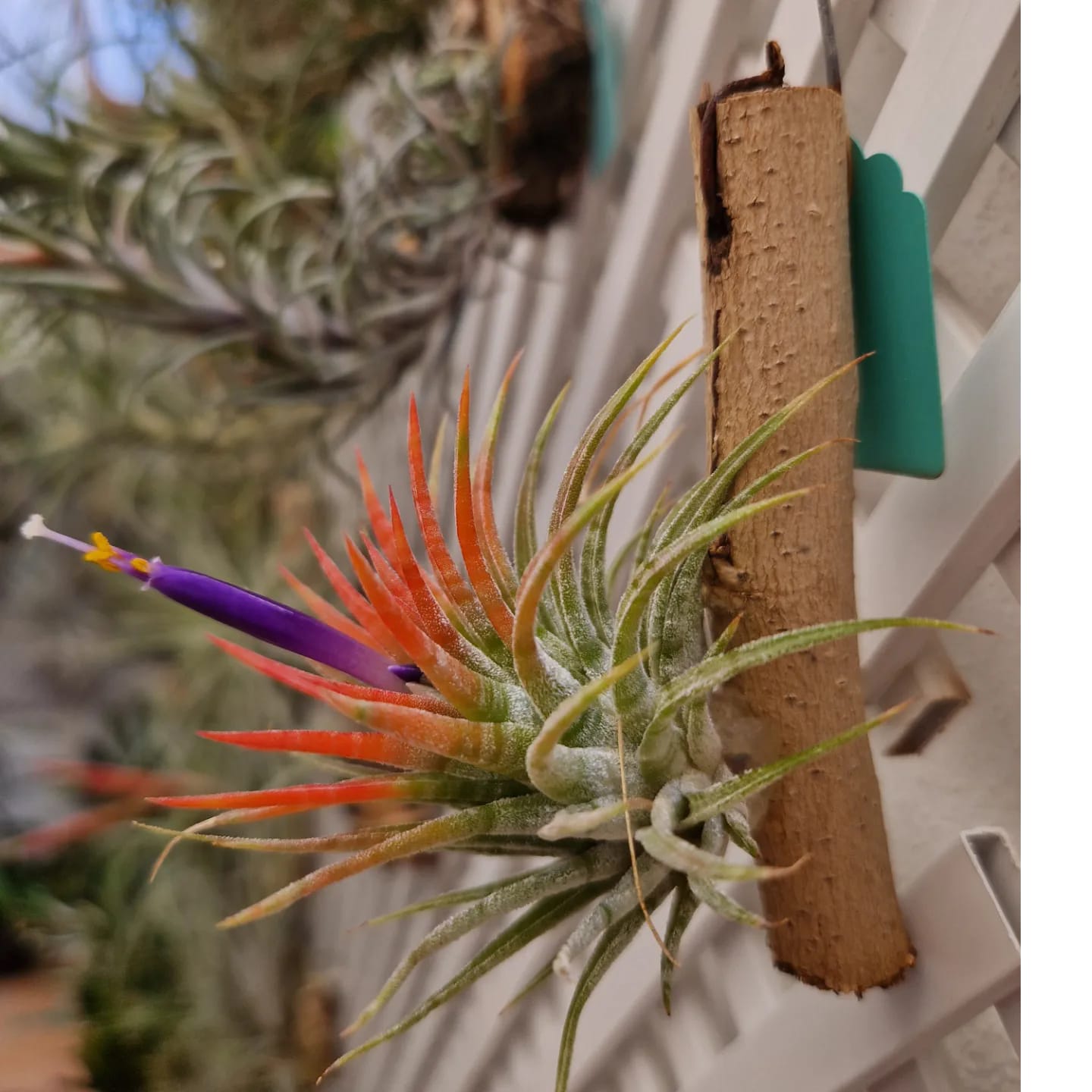 jalisco-monticola X ionantha var vanhyningii Hybrid from Thailand