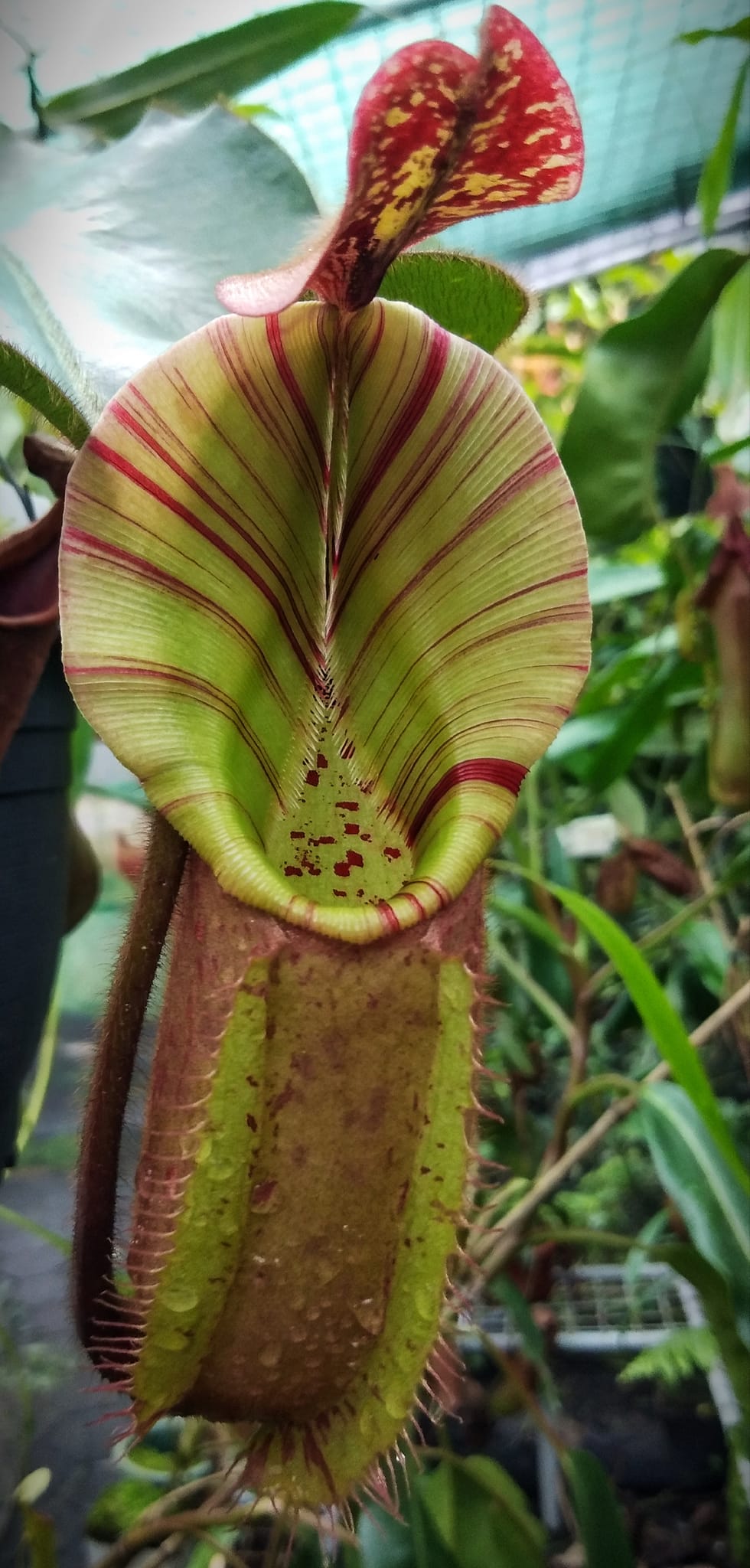 Nepenthes veitchii with intensely colored traps
