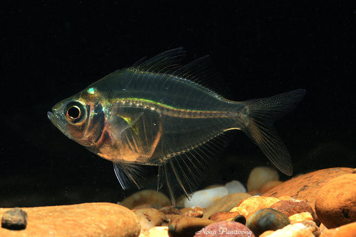 Jejak - Ikan yang saya rasa macam makin ramai dah lupakan. Ini adalah ...