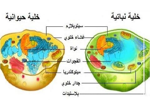 شرح درس الخليه النباتيه والخليه معلمي ومعلمات فلسطين Facebook