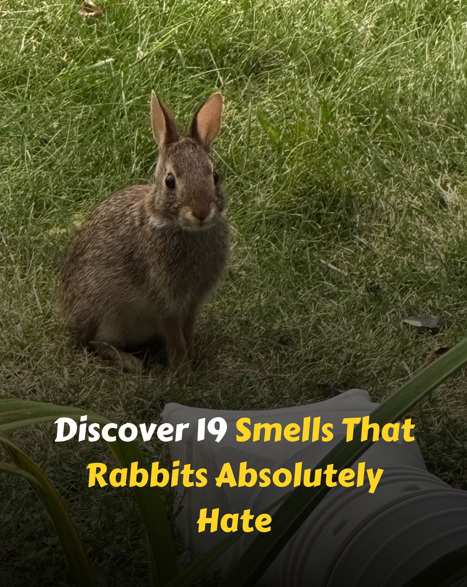 Positive - Discover 19 Smells That Rabbits Absolutely Hate | Facebook