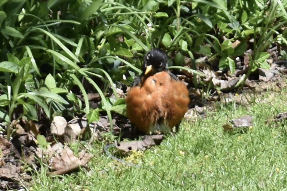 Apple iPhone identifies birds from pictures