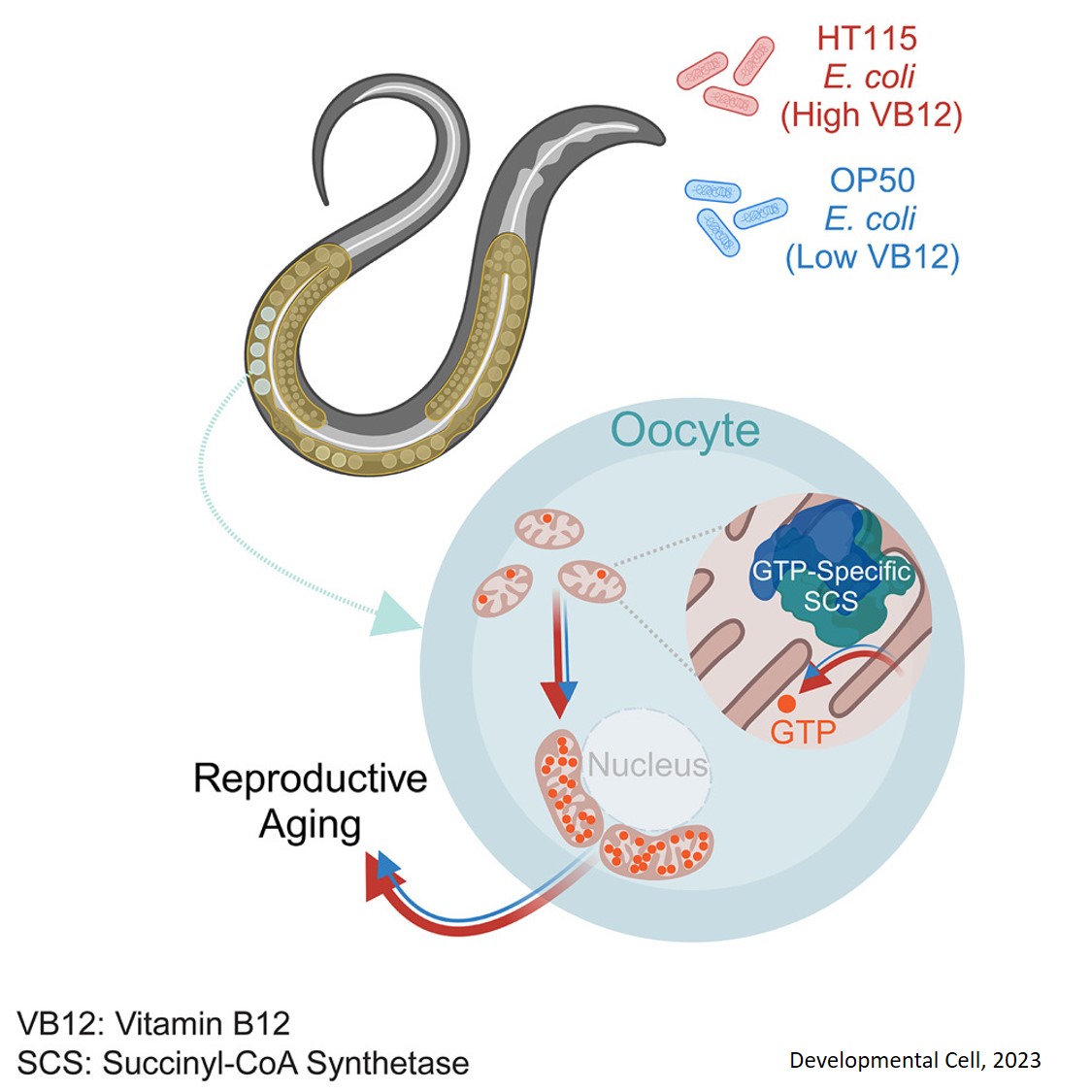 ER-mitochondrial communication regulates lifespan in caenorhabditis elegans