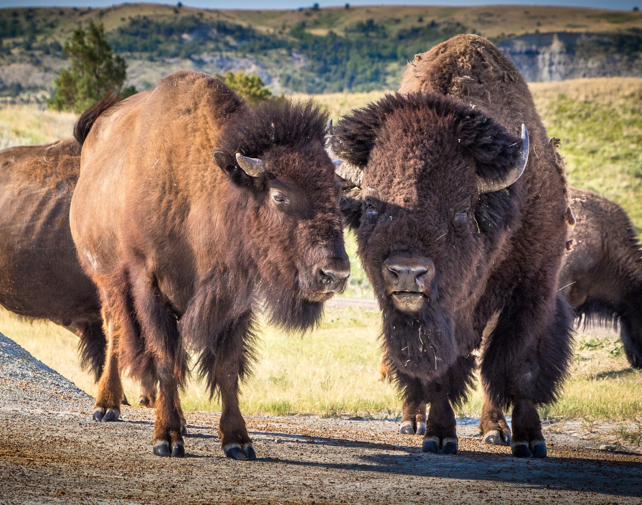 Theodore - The American bison or buffalo (iinniiwa in Blackfoot ...