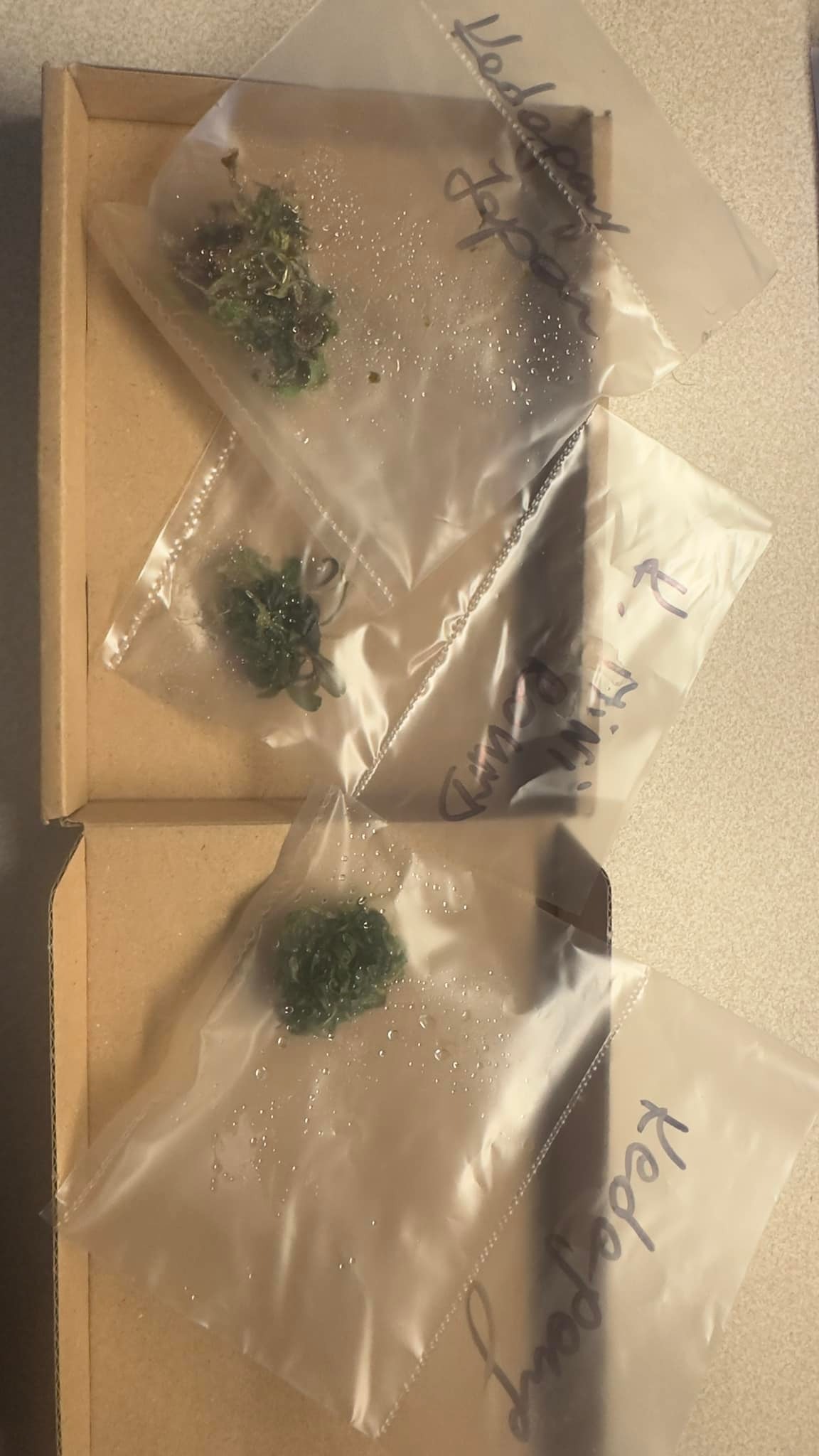 Bucephalandra plants, kedagang, kedagang japan and kedagang mini