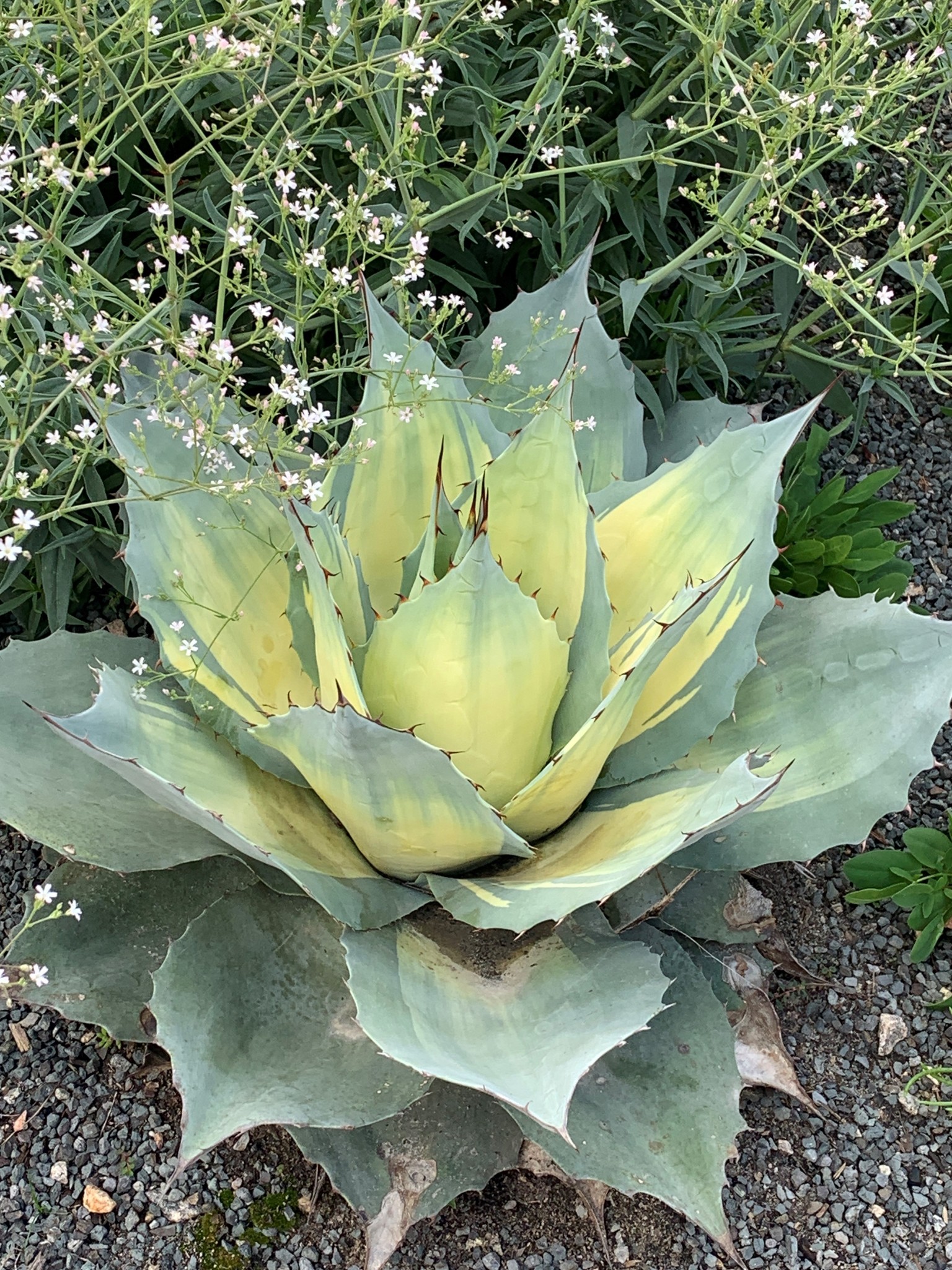 Agave ovatifolia 'Awekening Angel'