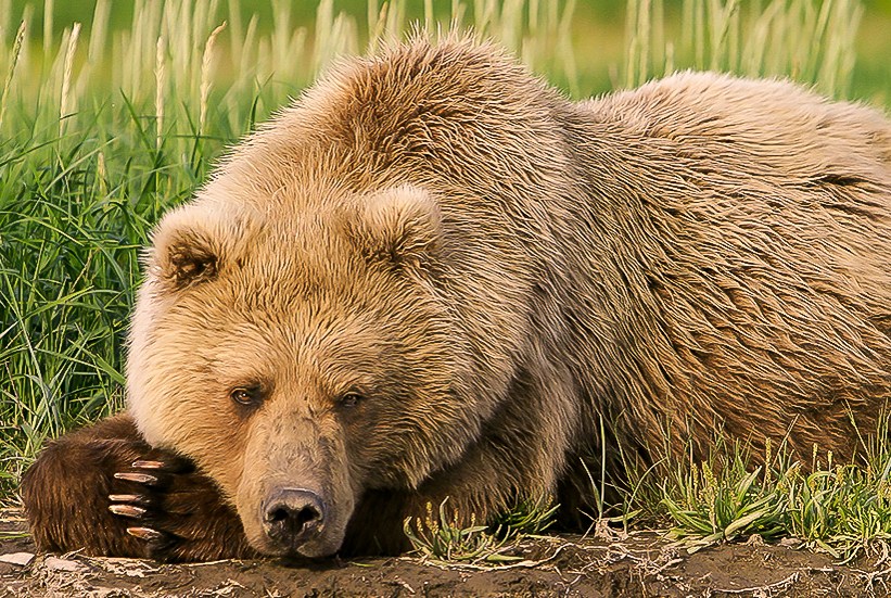 The secret? It's simple,... - U.S. Fish and Wildlife Service | Facebook