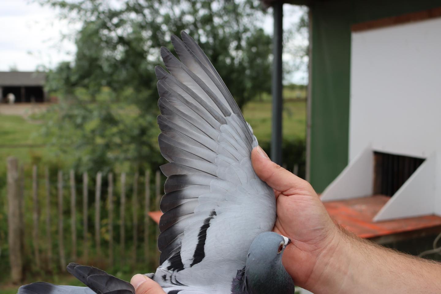 EPA - Exclusive Pigeon... - EPA - Exclusive Pigeon Auctions