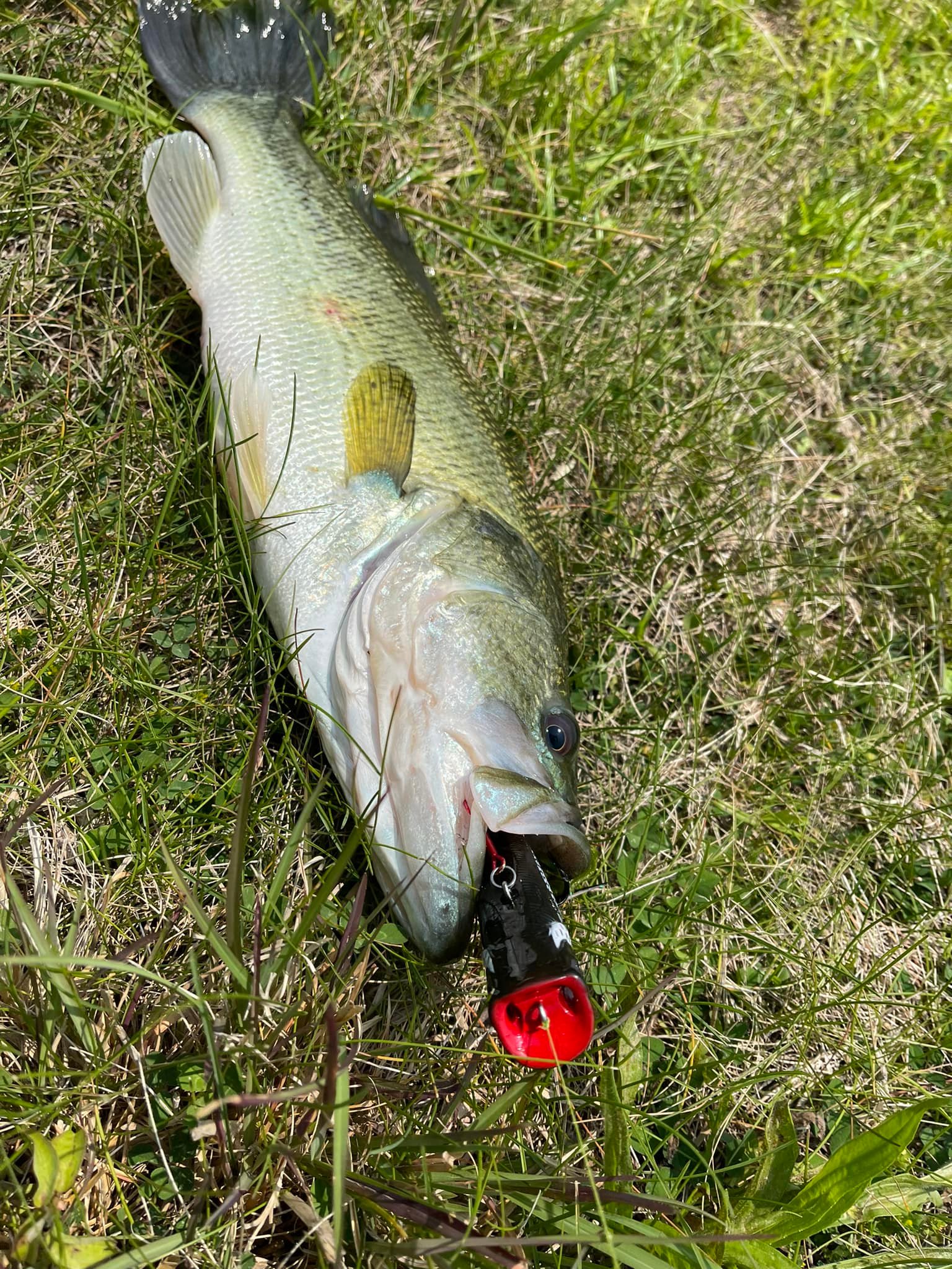 bass lure bubbles on surfqce River2Sea Bubble Walker 80 / Loon The River2Sea Bubble Popper 88 is a Topwater walking bait that you can walk and pop in both freshwater and saltwater Bass attracted to air bubbles