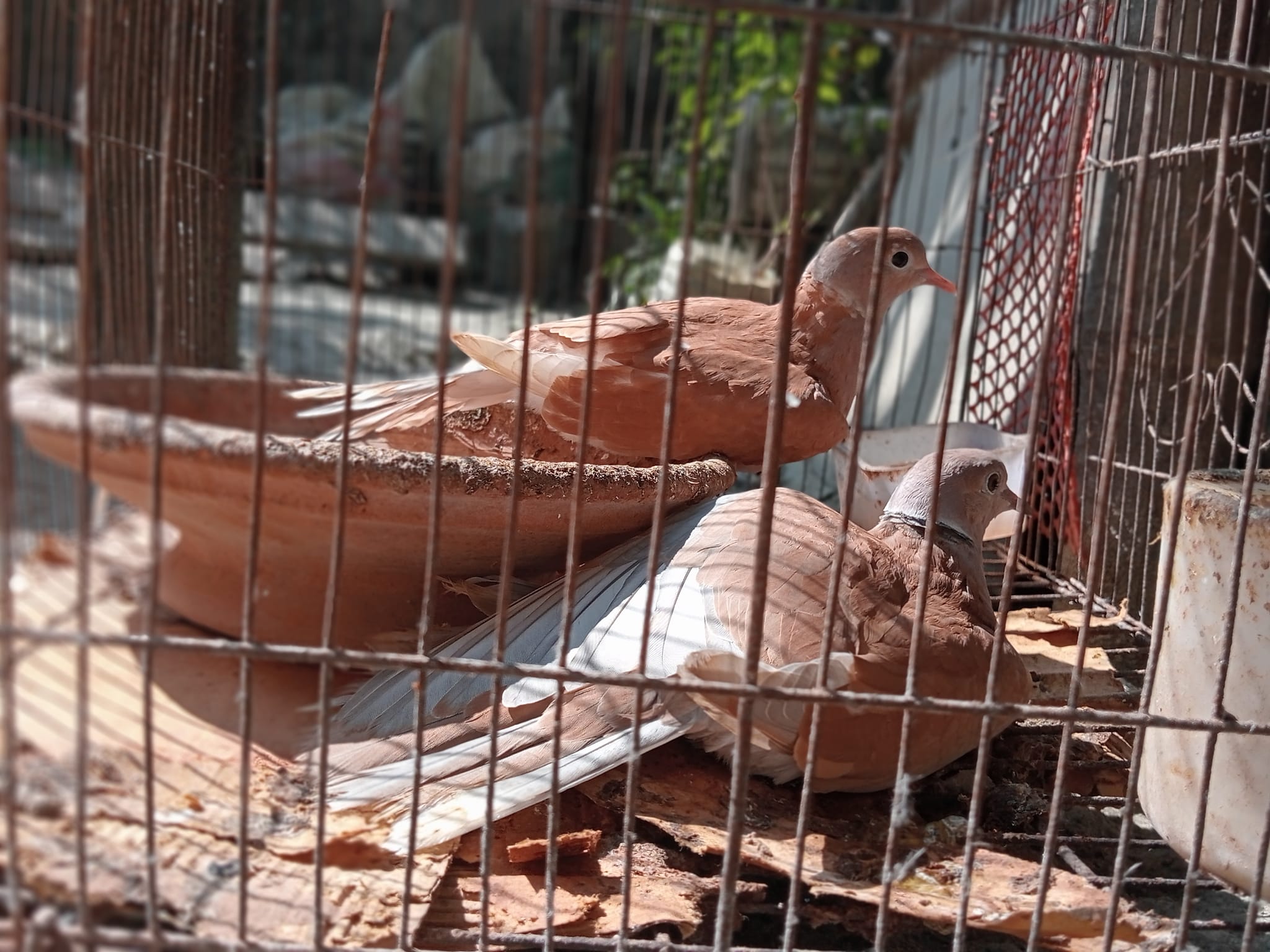 Rifat Birds Emperor Jamalpur - RBEJ | Jamalpur Sadar Upazila