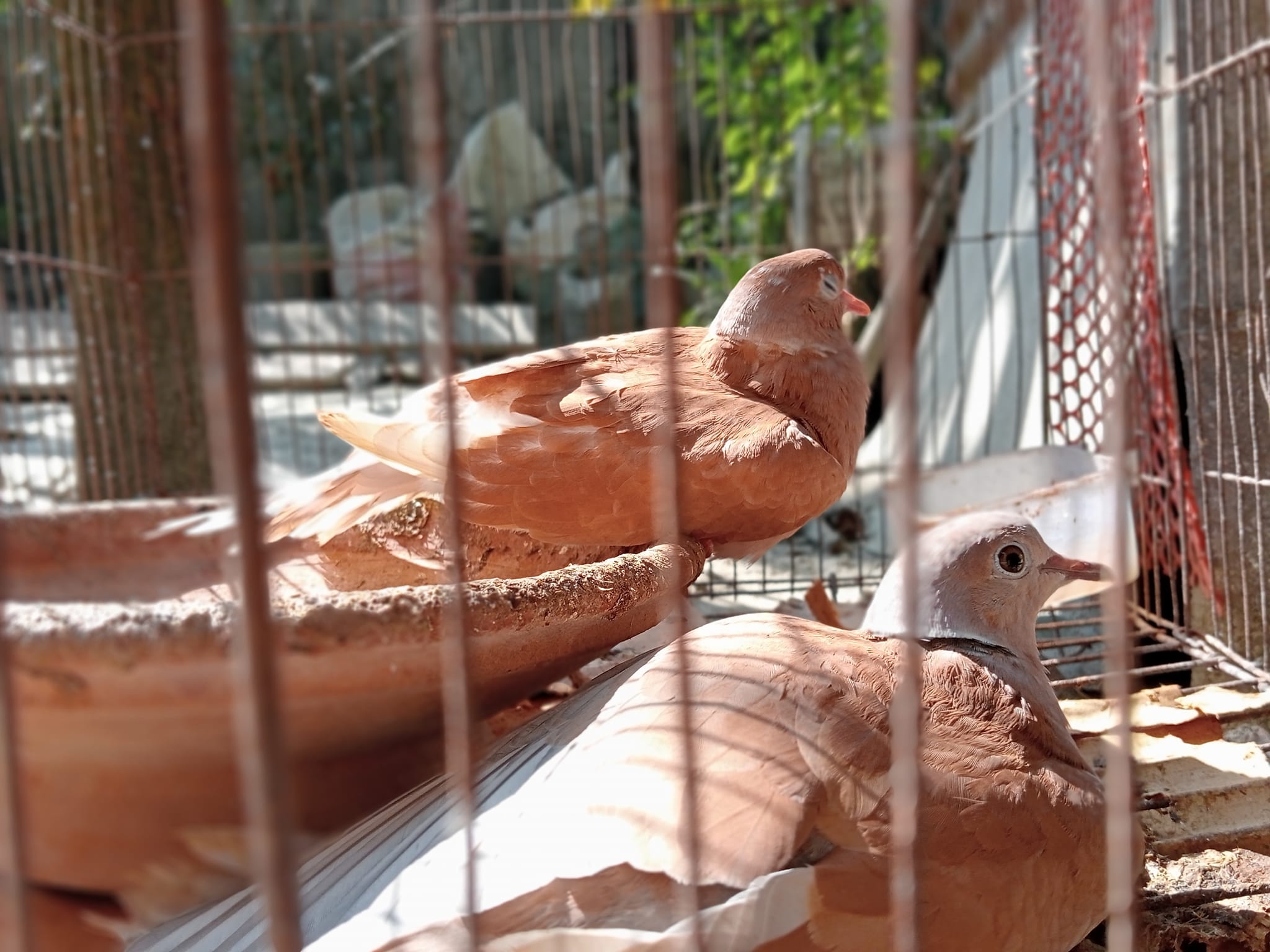 Rifat Birds Emperor Jamalpur - RBEJ | Jamalpur Sadar Upazila