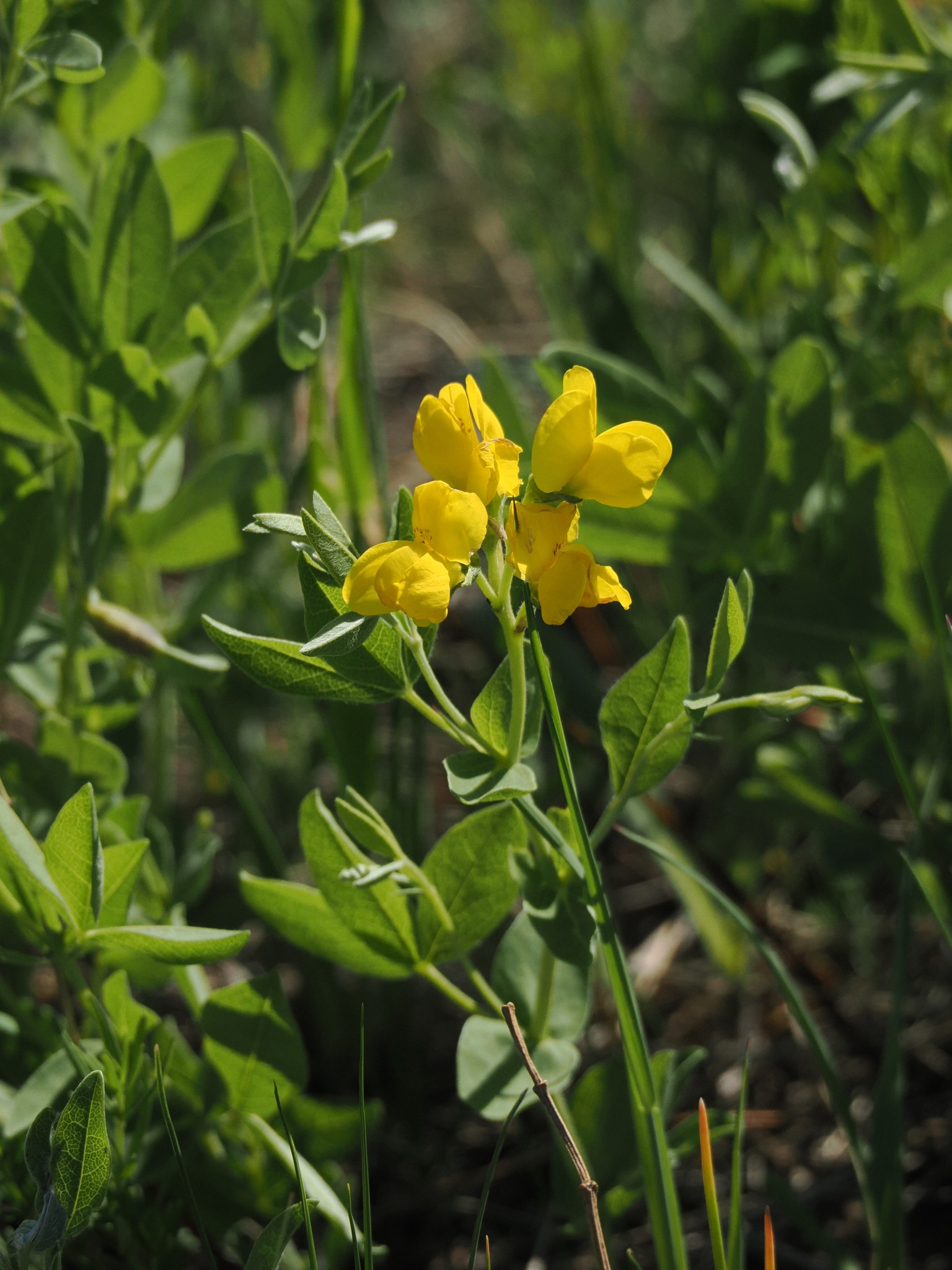 Glenbow Ranch Park... - Glenbow Ranch Park Foundation