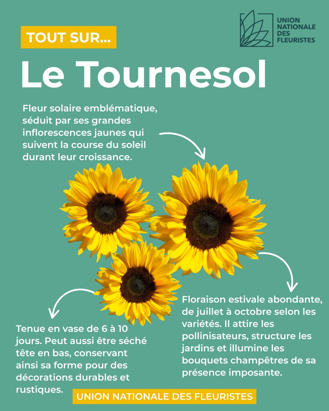 Tournesol décoratif solaire à planter