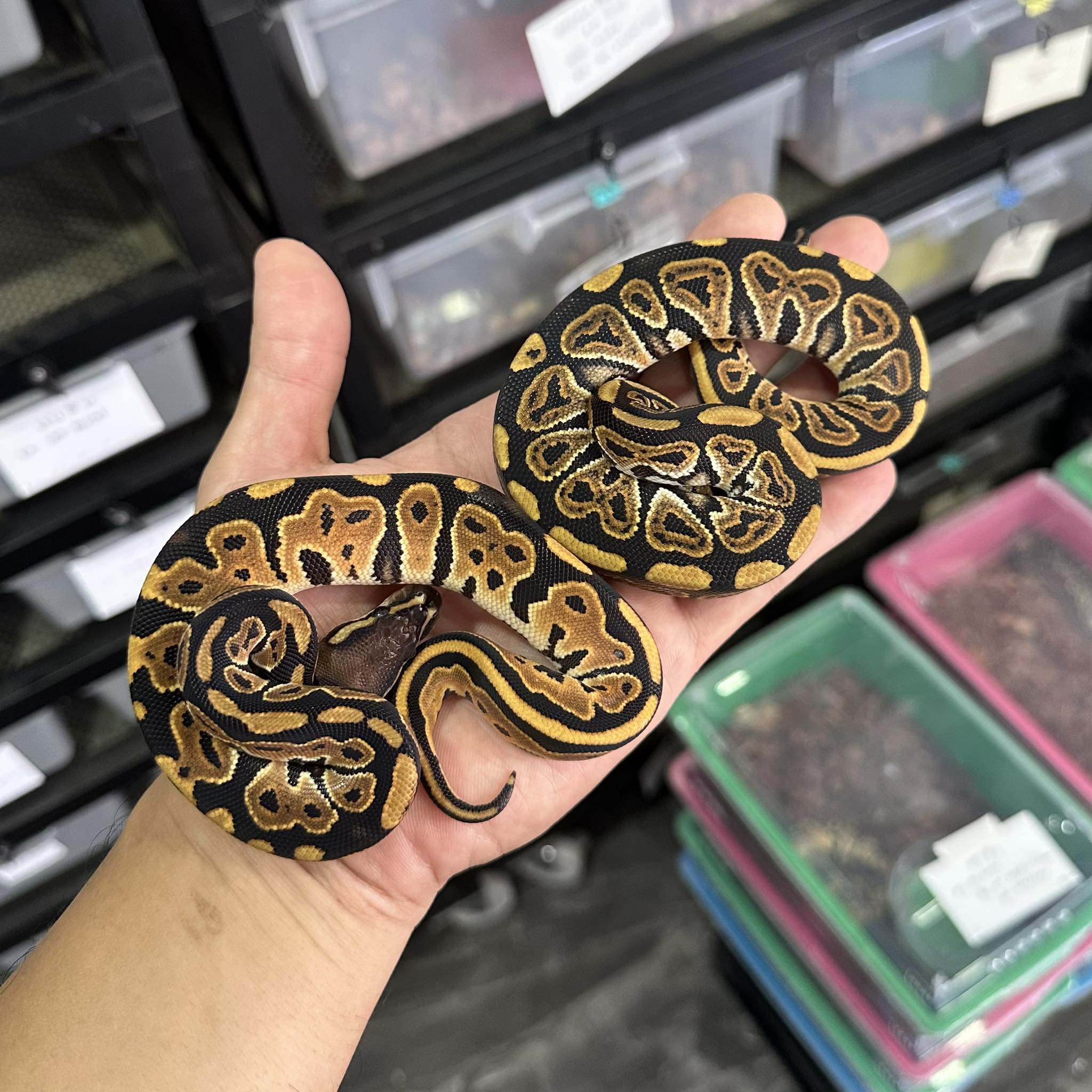 PondPython Farm | Lop Buri
