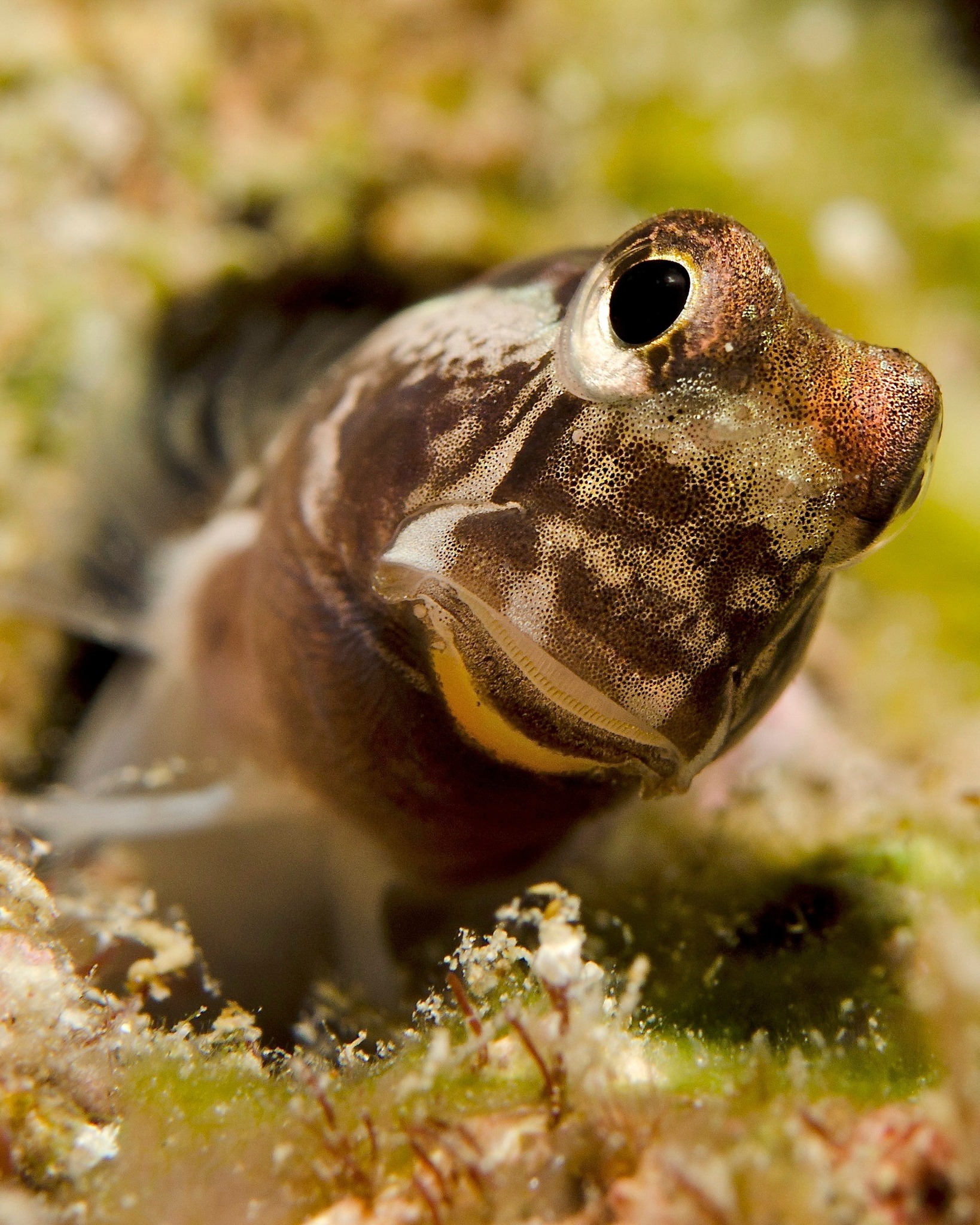 Divers - 👋 Say Hello to the Shy Blenny! 🐟 Ever had a fish pop out of ...
