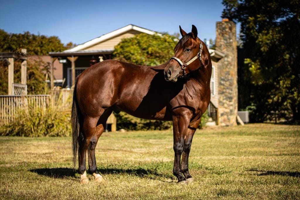 Ranch One Eleven Equine Medical Boarding | Colbert GA