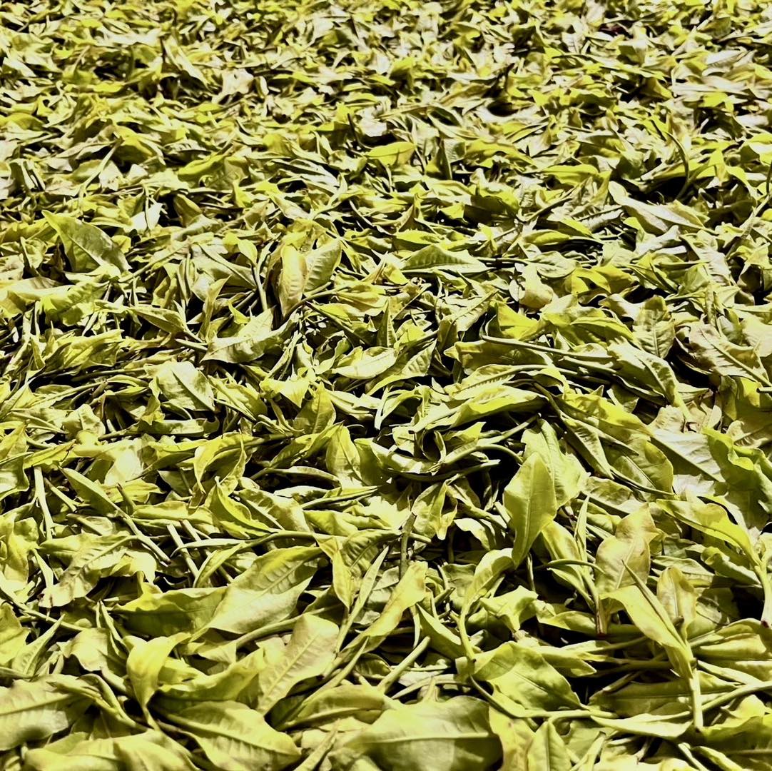 來一泡鹿篙 | Nantou