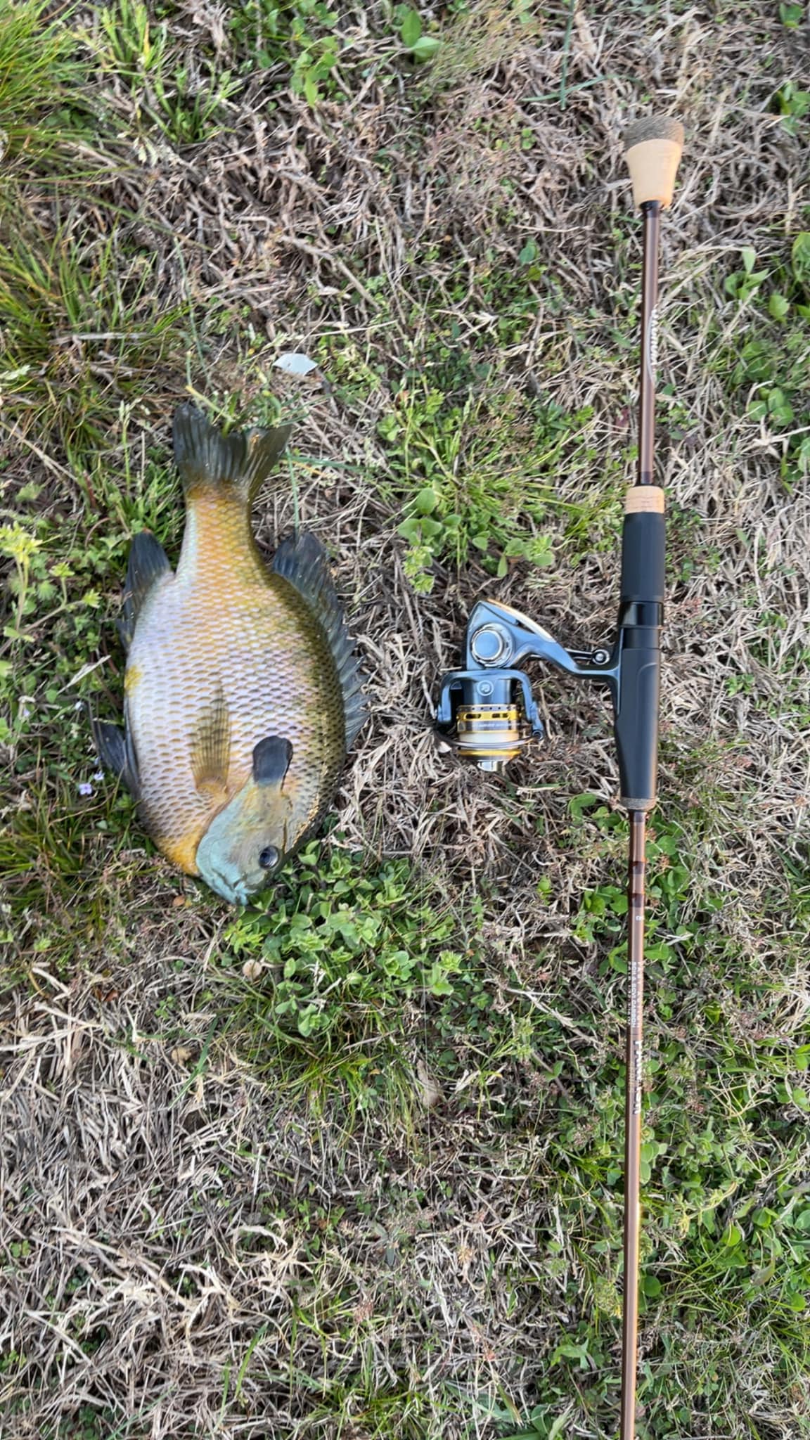 3600 plano tackle box Weekend Bag Moss 3500 ANSC840B Model:TRX301HGB Best High-Speed Spinning Reels Transparent lid for easy