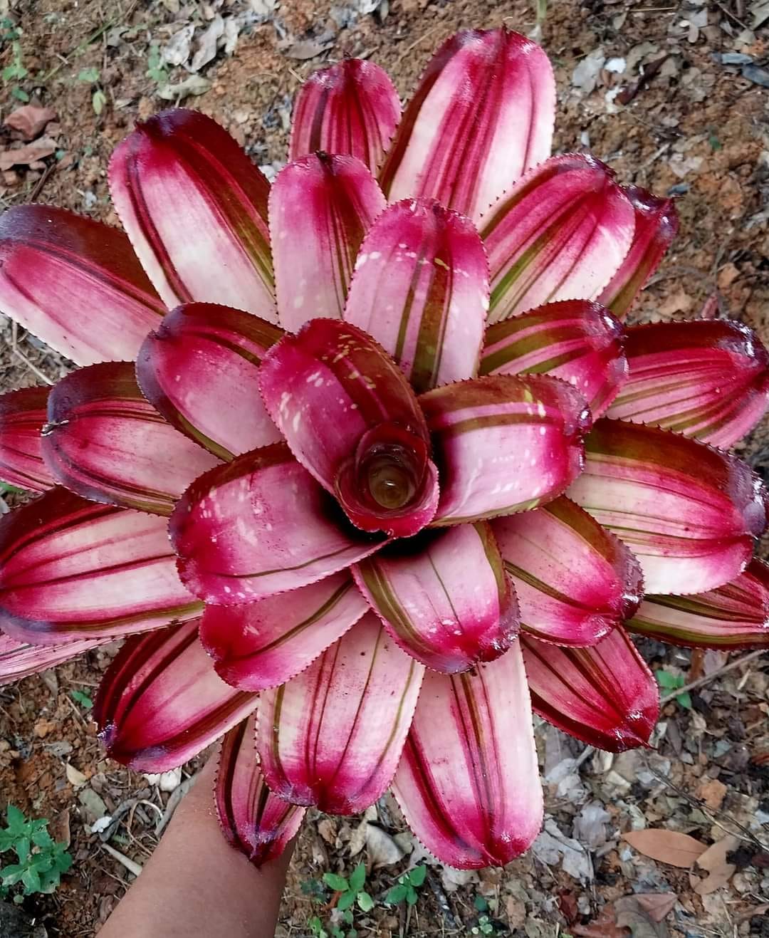 Neoregelia 'Bahiana' variegated hybrid bromeliad