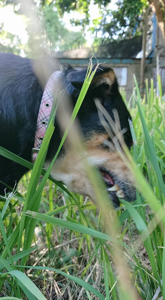 Grazing in the garden:... - Xiaobai Country Club For Dogs