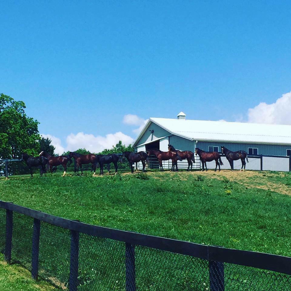 Spring Haven Farm | Saint Louisville OH