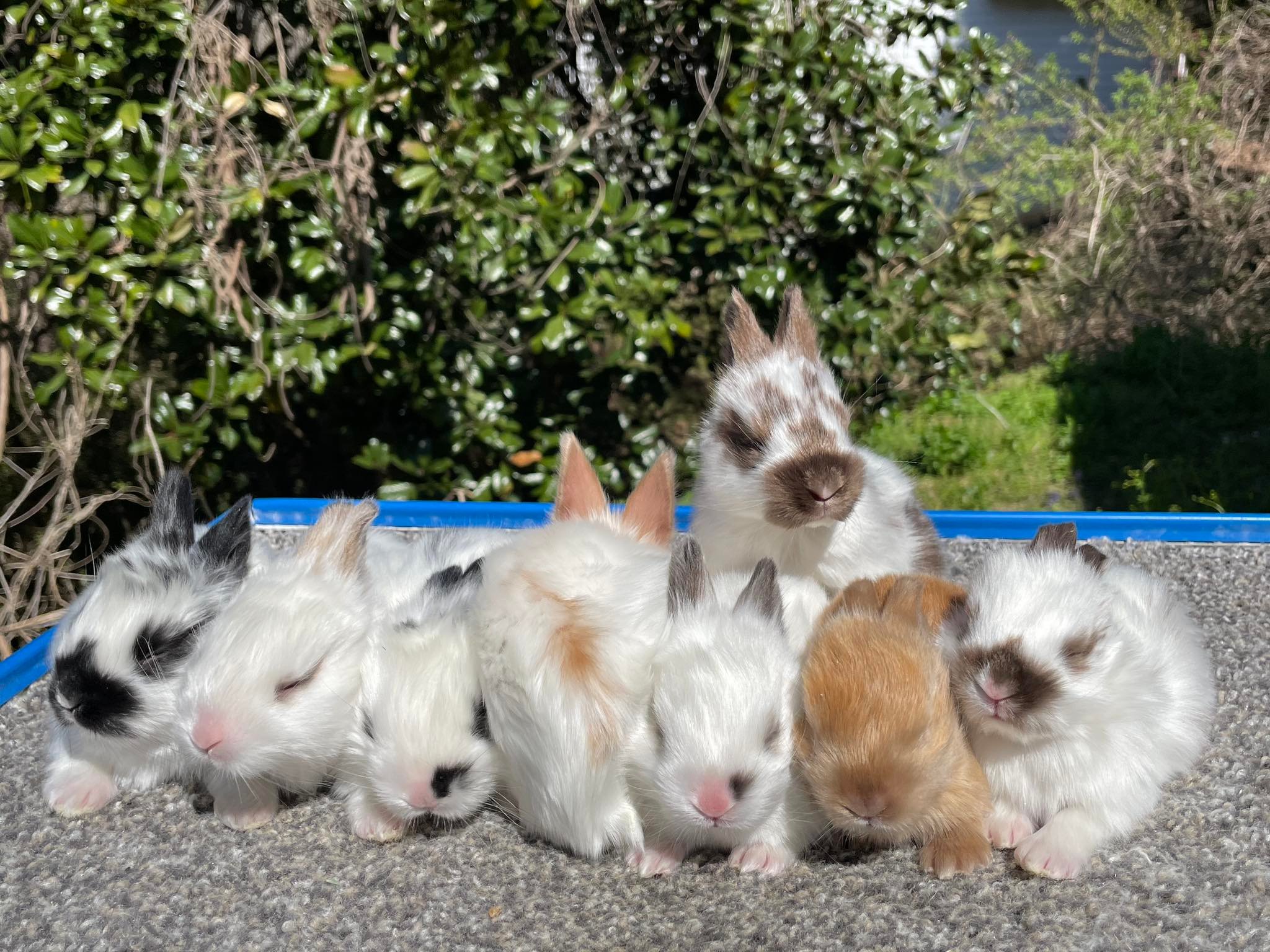 Southern Angora Rabbitry - Check out these chinchilla colored satin ...