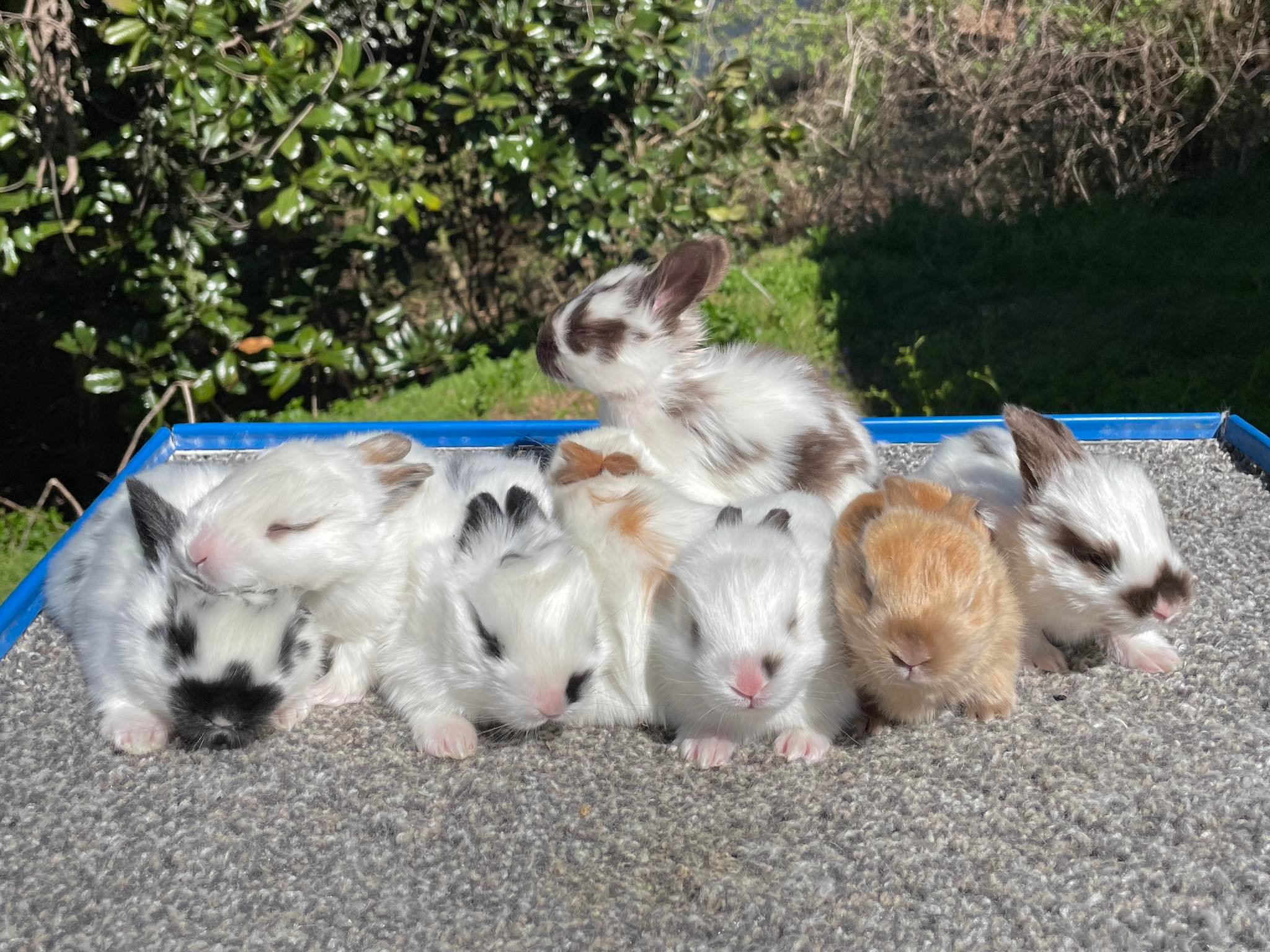 Southern Angora Rabbitry - Check out these chinchilla colored satin ...