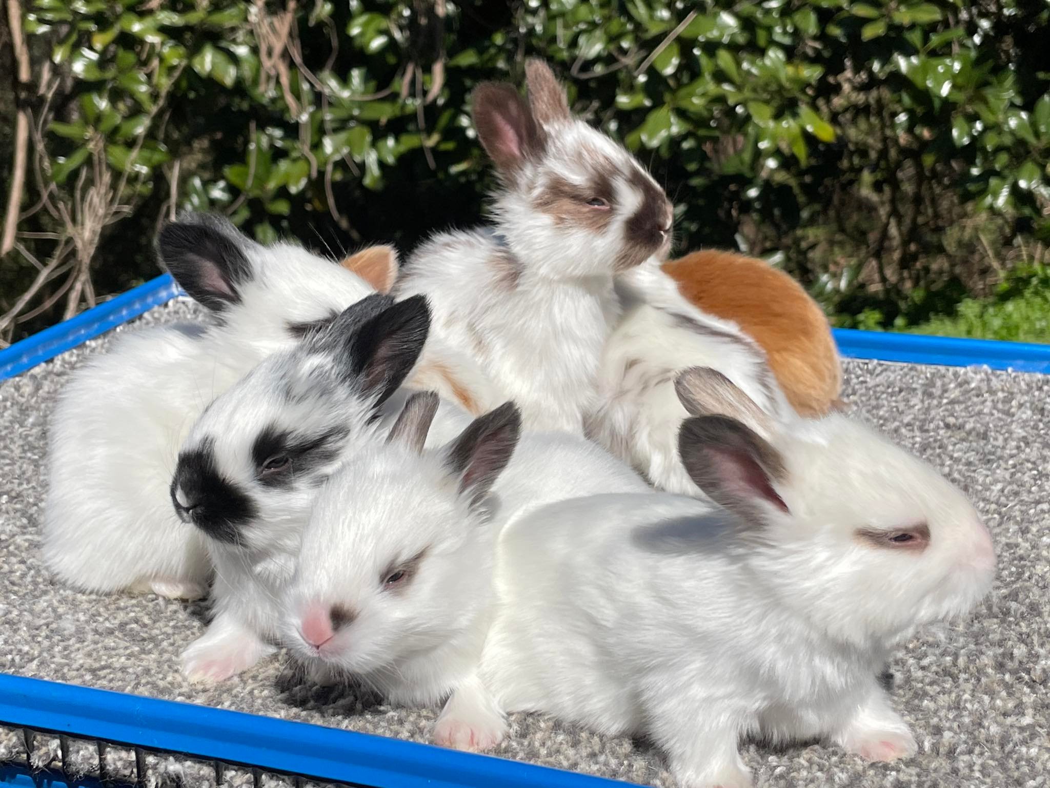 Southern Angora Rabbitry - Check out these chinchilla colored satin ...