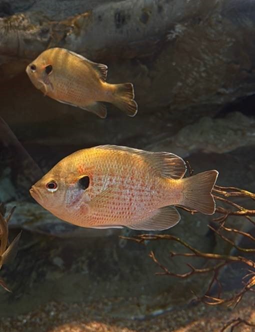 Port - Meet the newest addition to the Bayou Tank, the beautiful ...