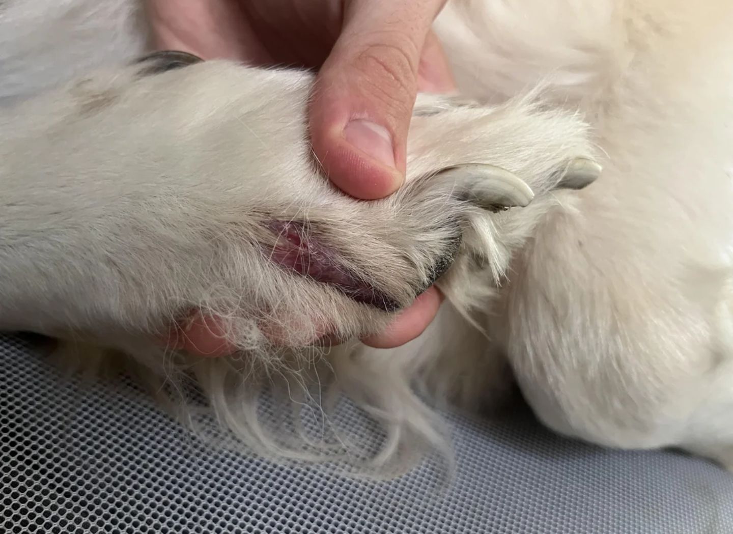 Daily - Is this just a healing cut? We randomly found what looks like ...
